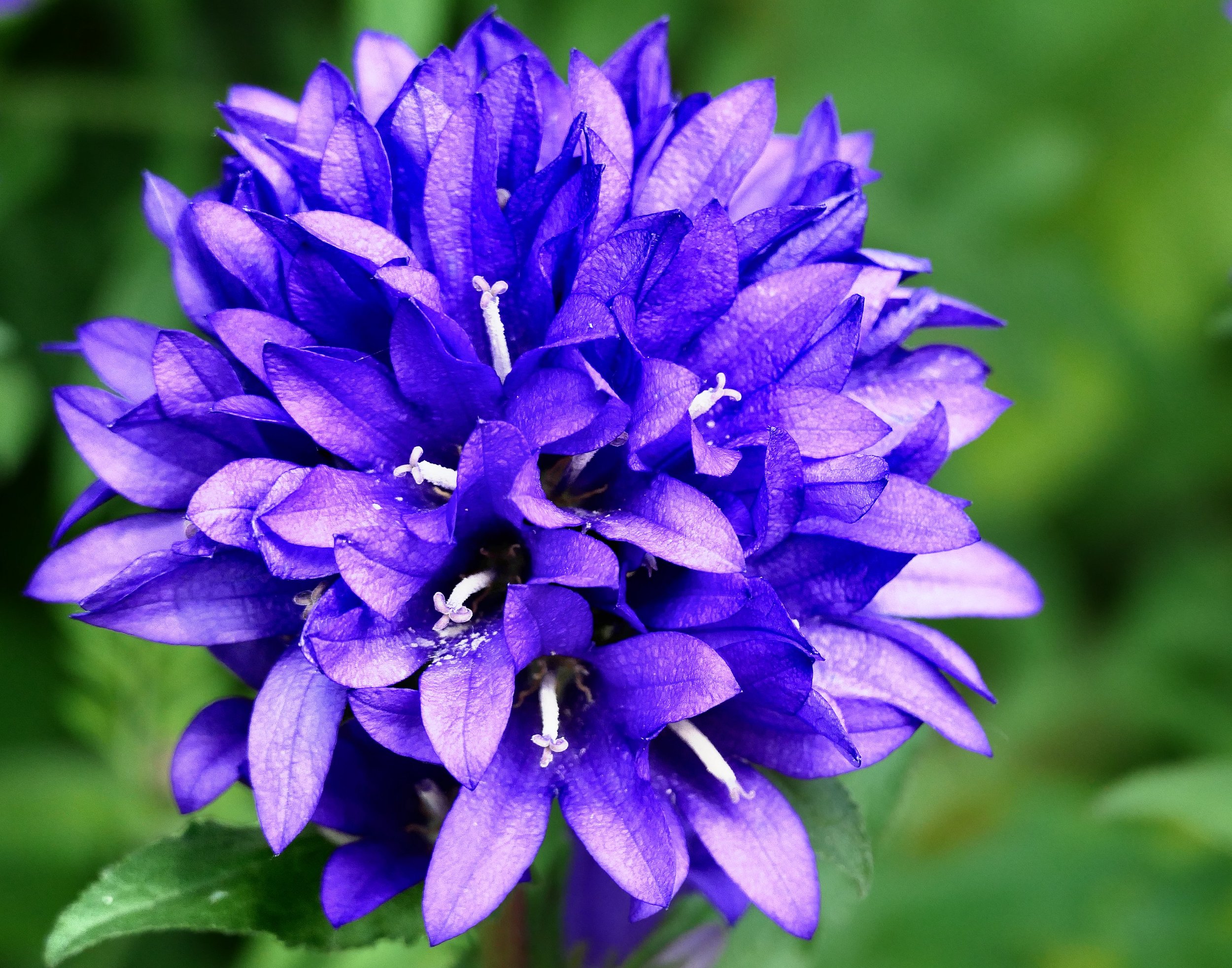 Clustered Bellflower (Campanula glomerata)