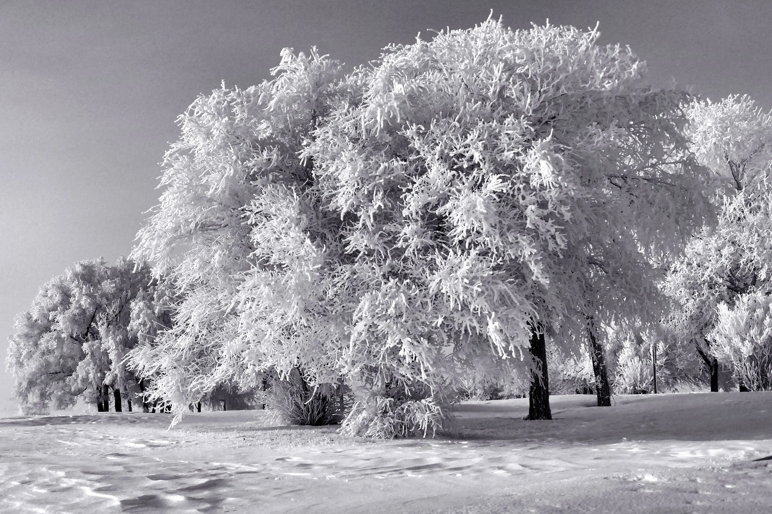 _260408_WinterWonderland_B&W_18x12.jpg