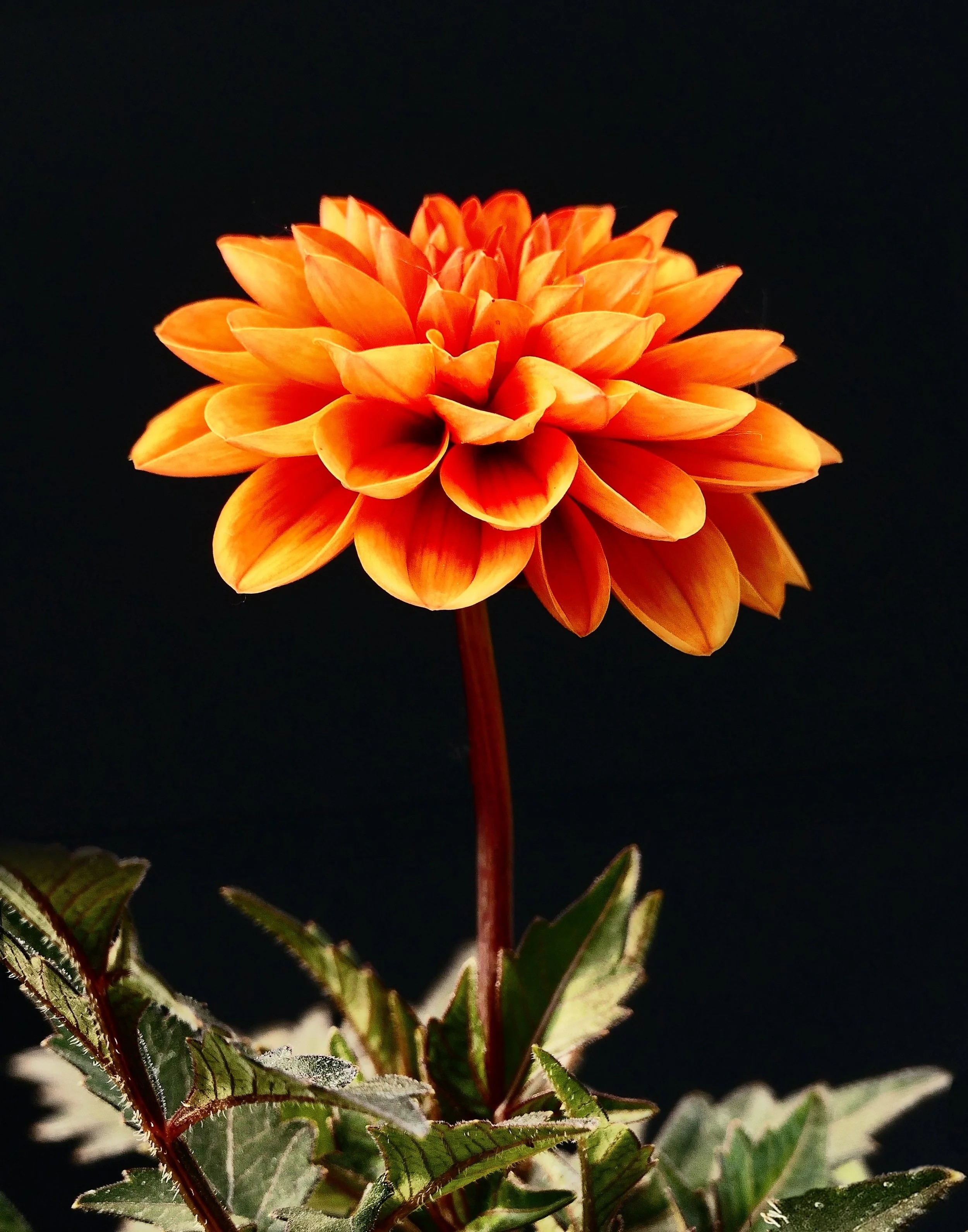 Dahlia