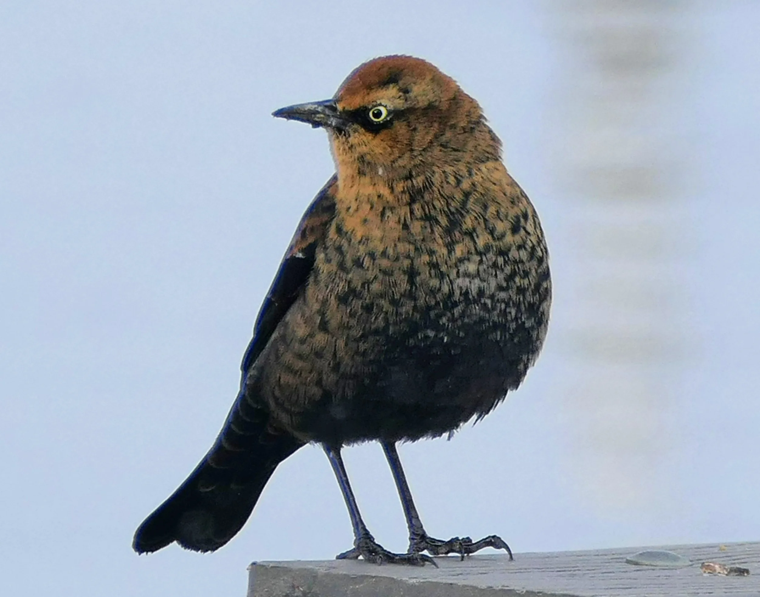 Rusty Blackbird