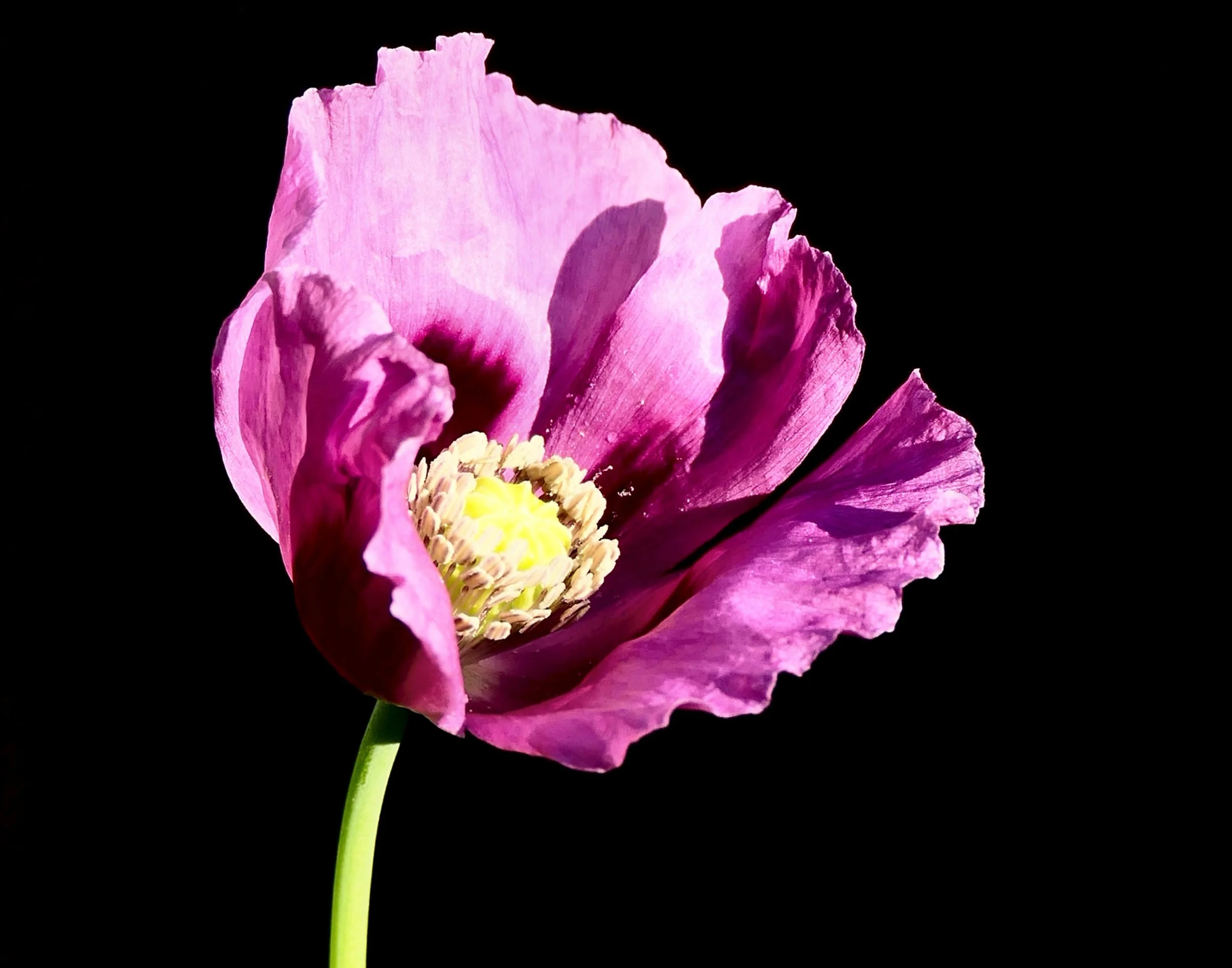 Purple Breadseed Poppy (Papaver somniferum)