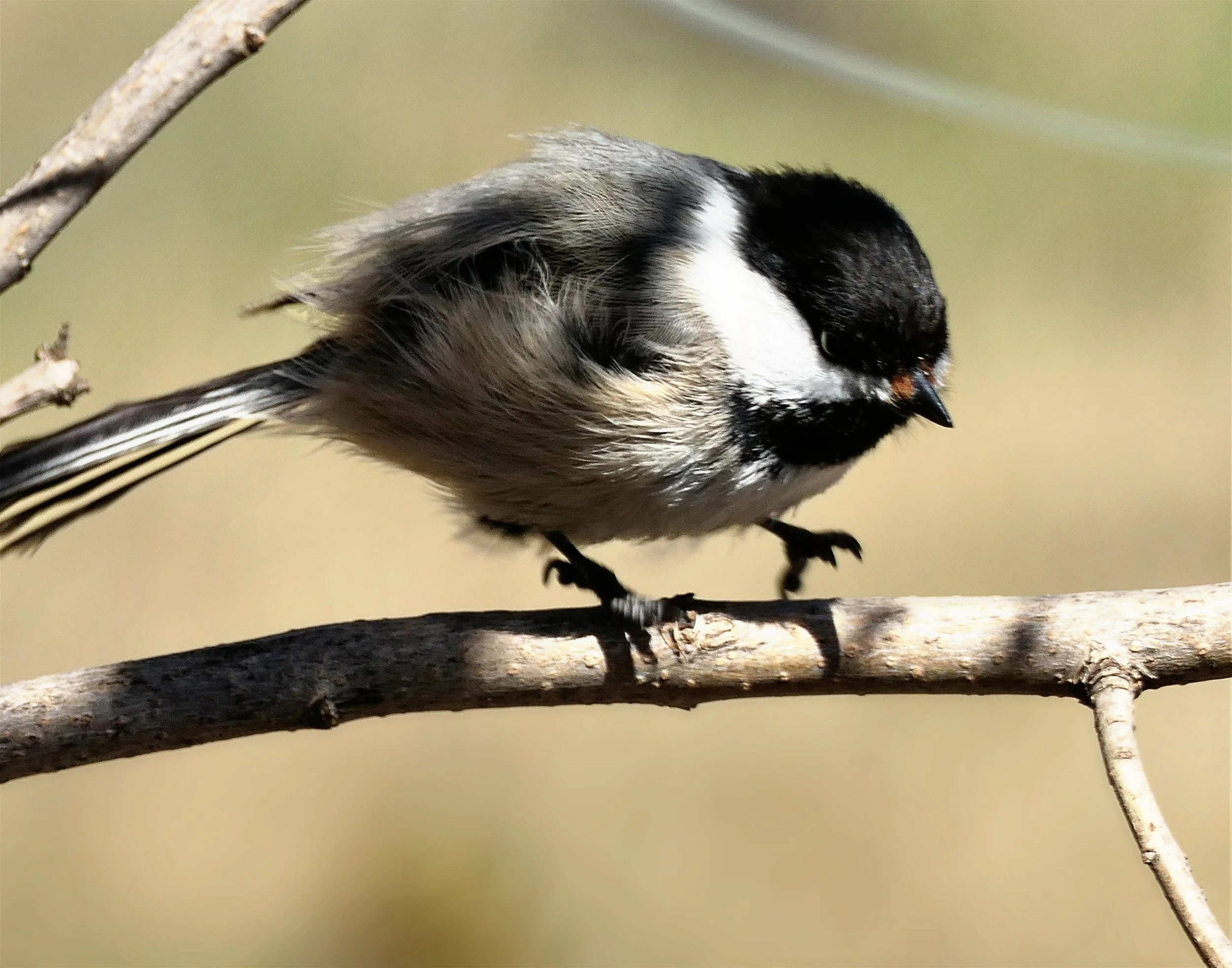 _260425_BlackCappedChickadee_14x11.jpg