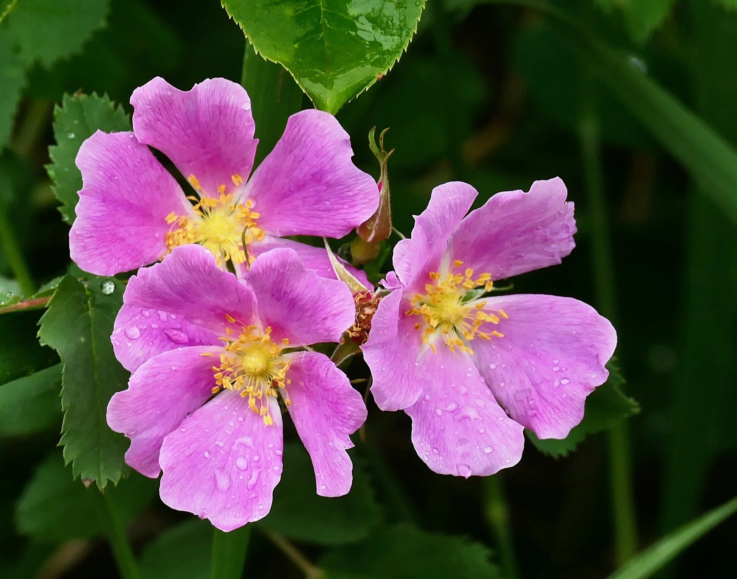 Wild Prairie Rose (Rosa arkansana)
