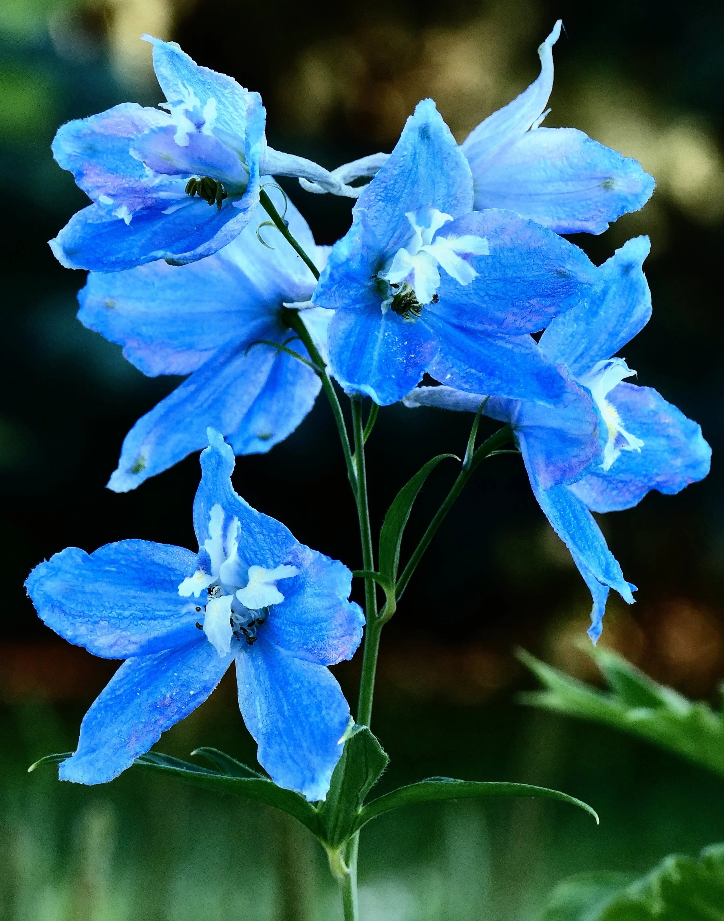 Delphinium