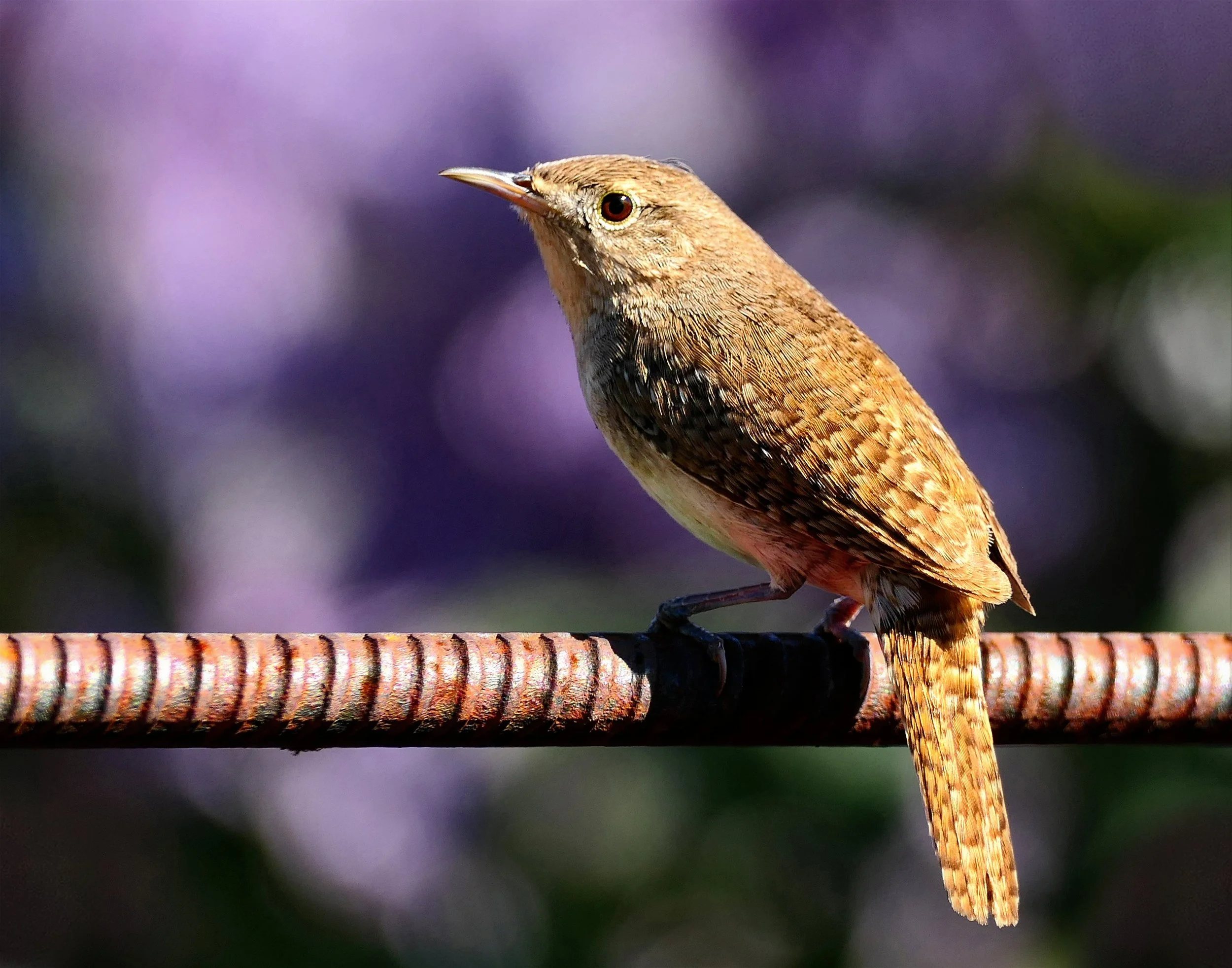 _250530_Wren_14x11.jpg