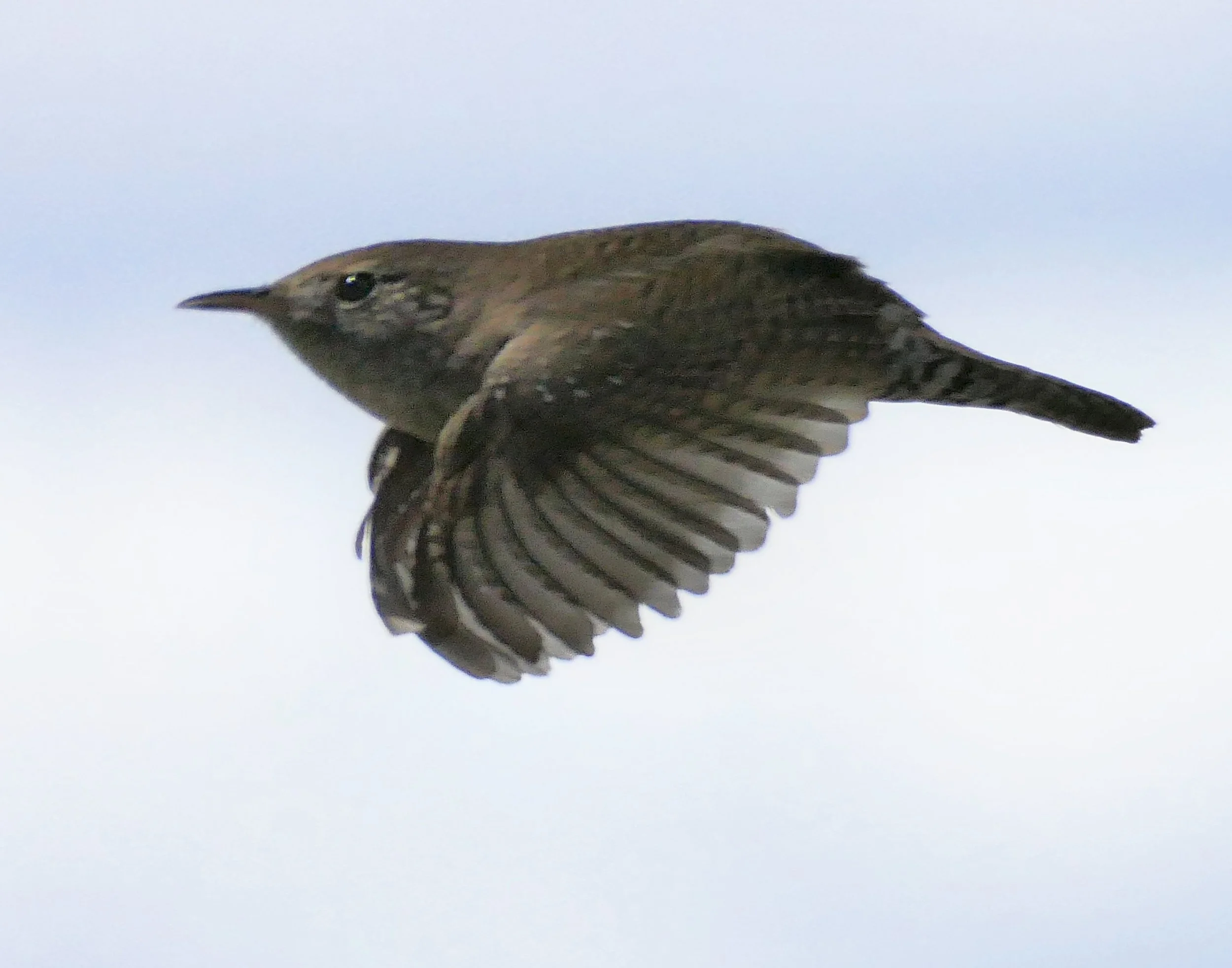 House Wren in Flight