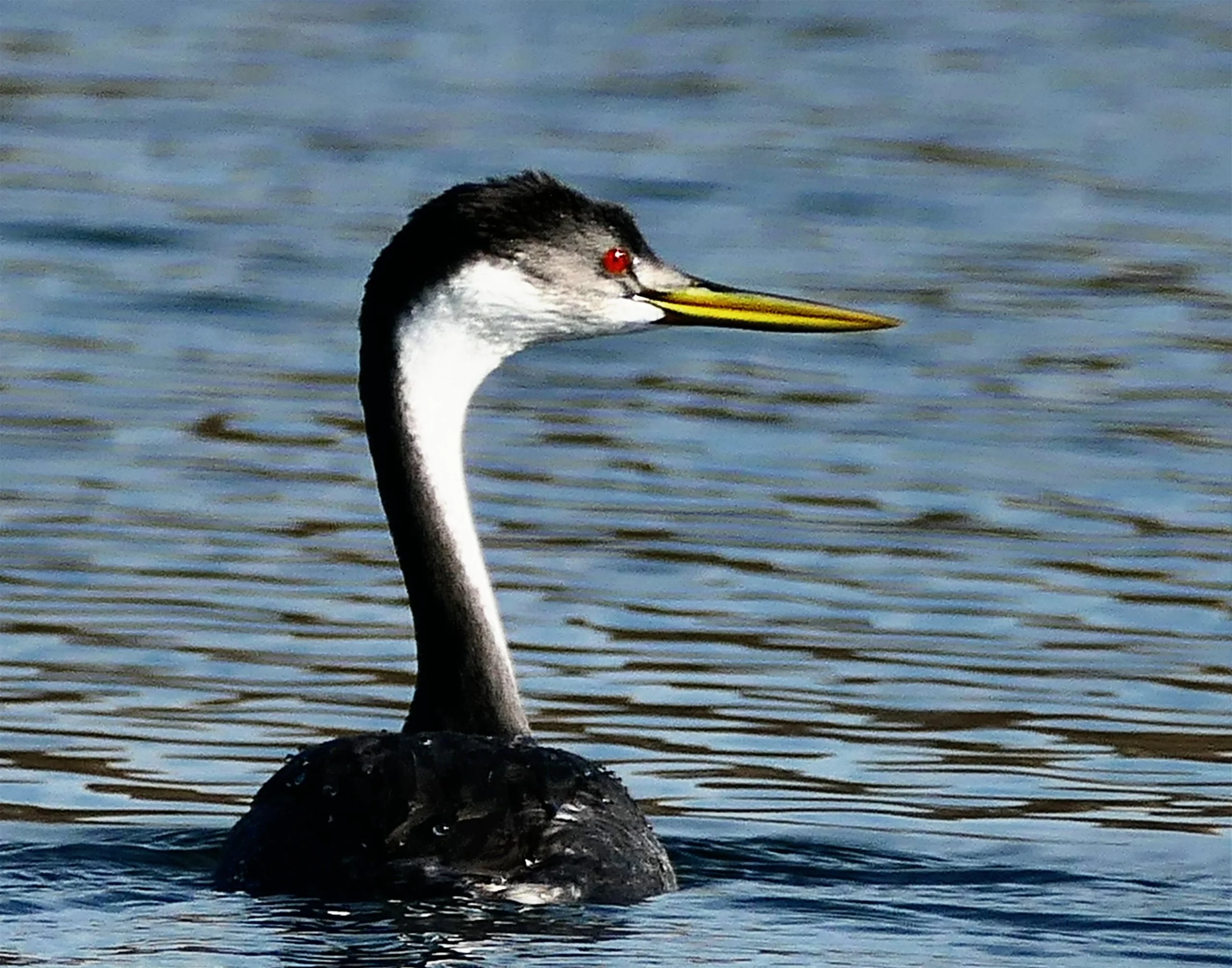Western Grebe