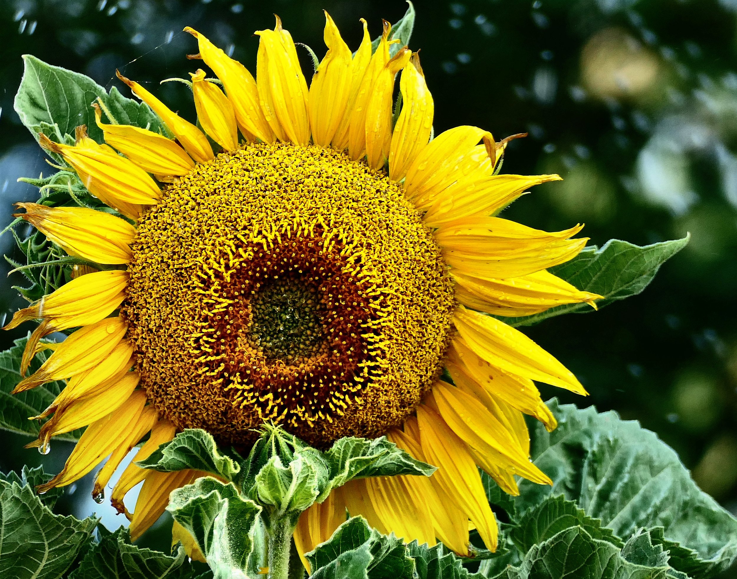 Sunflower (Helianthus annuus)