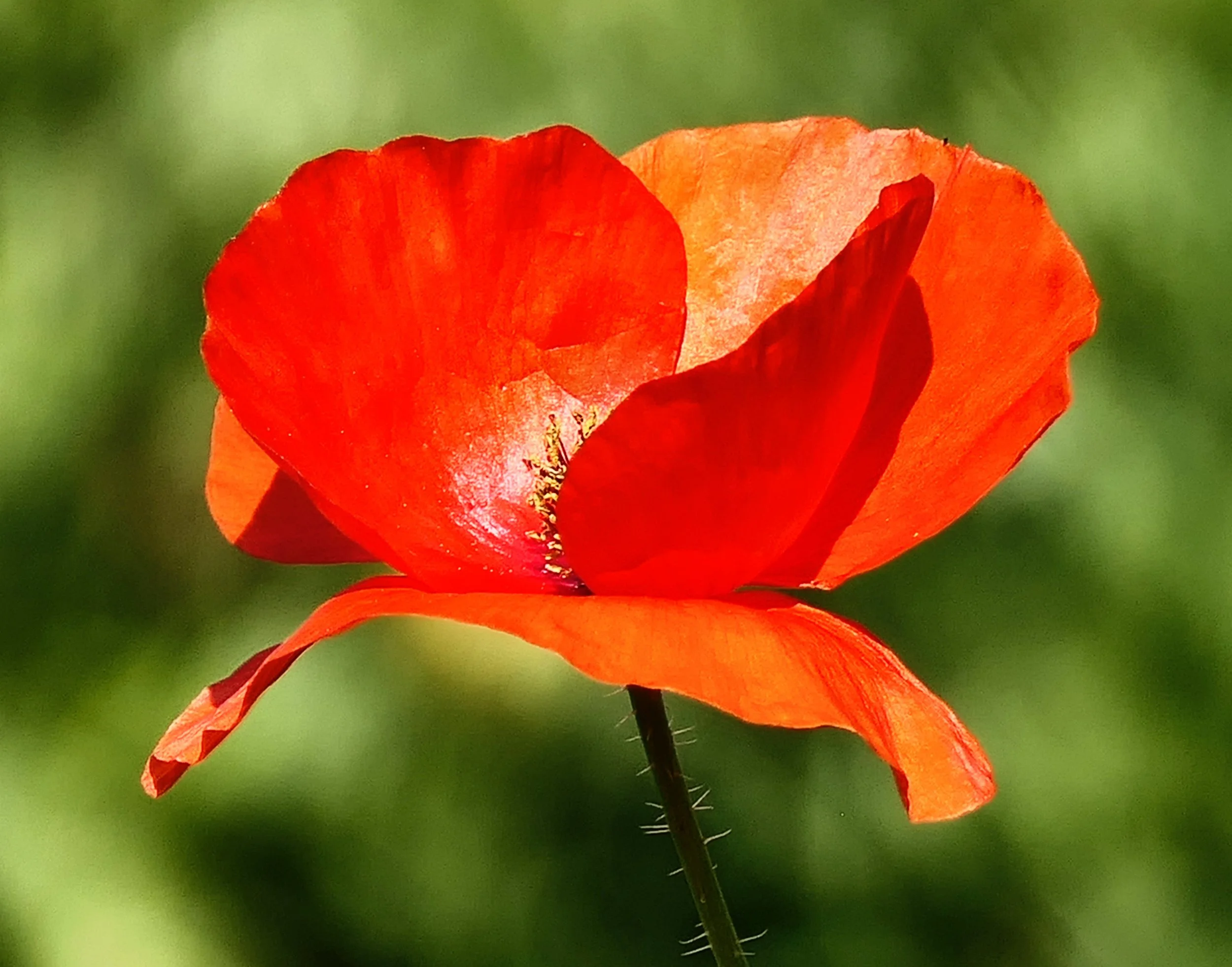 Shirley Poppy (Papaver rhoeus)
