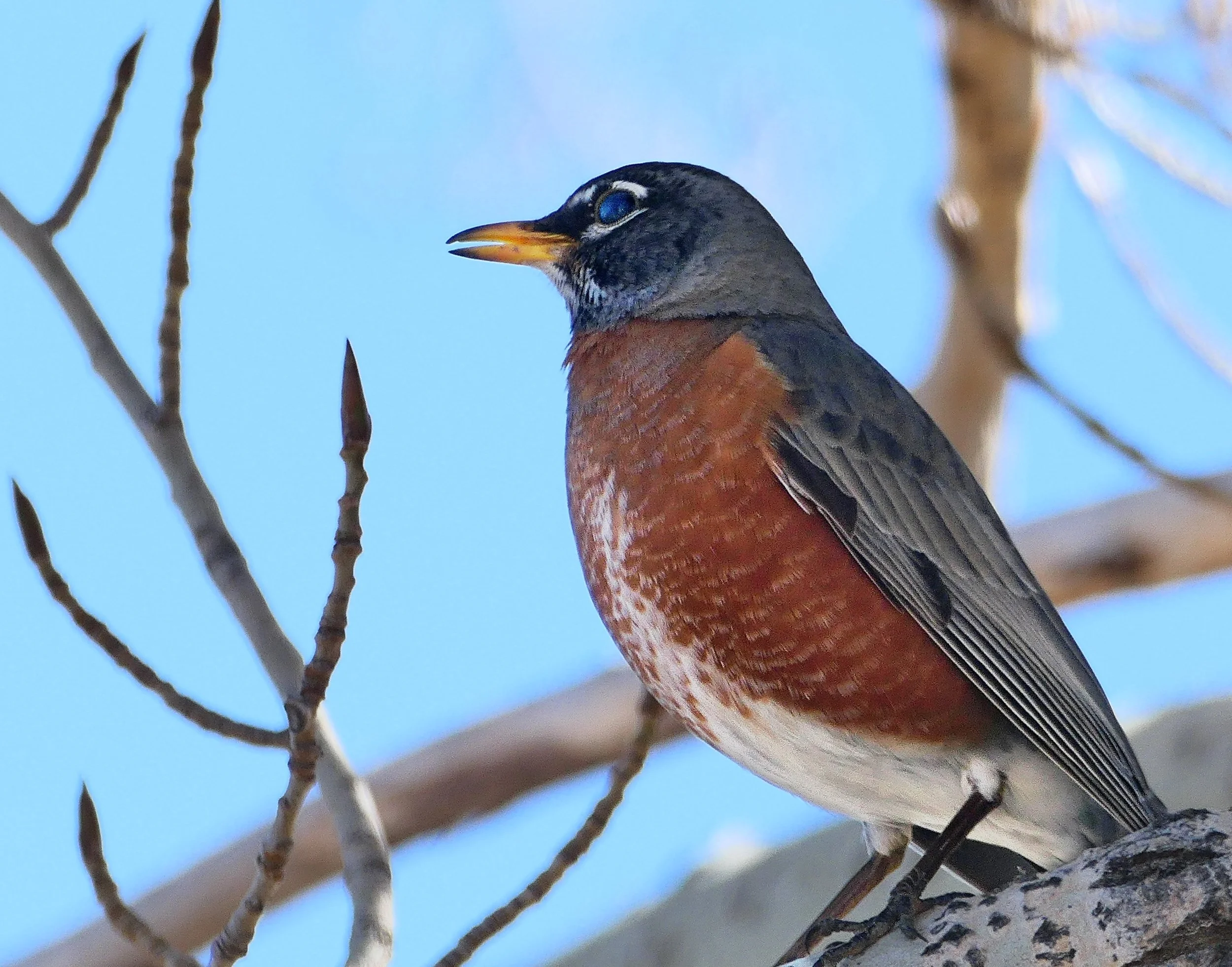 _260423_Robin_18x12.jpg