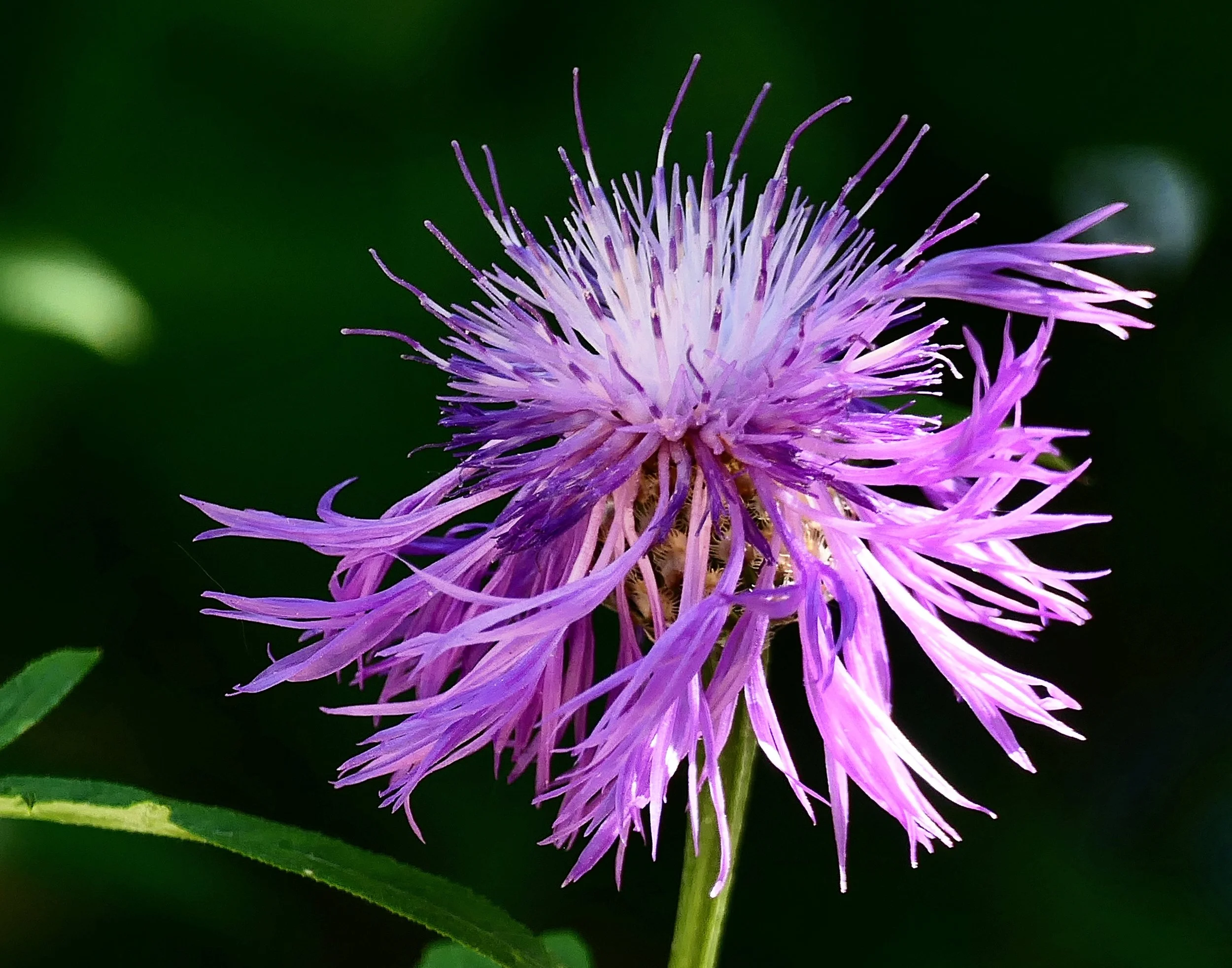 Knapweed (Centaurea maculosa)