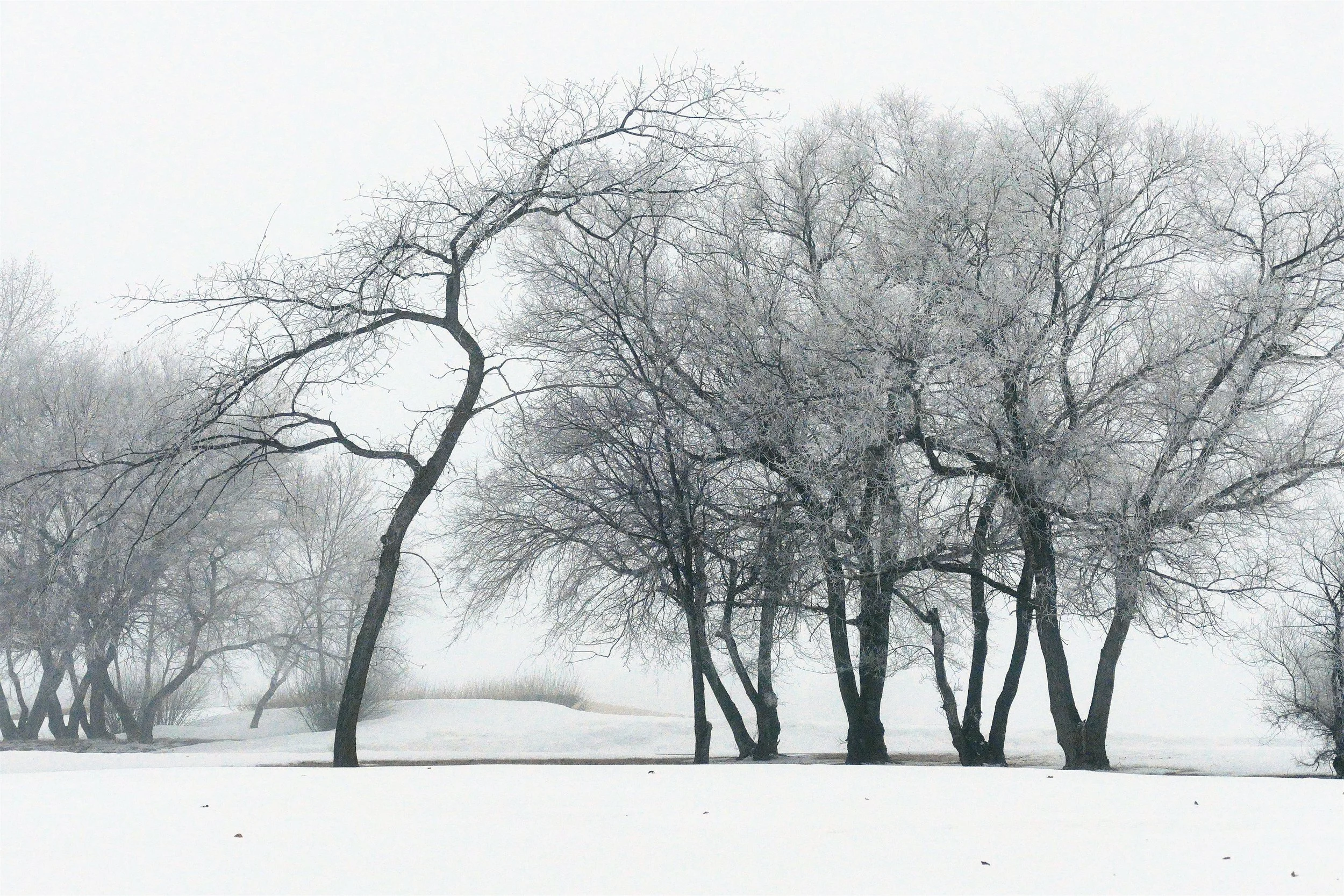 _250324_WinterTrees2_16x12.jpg