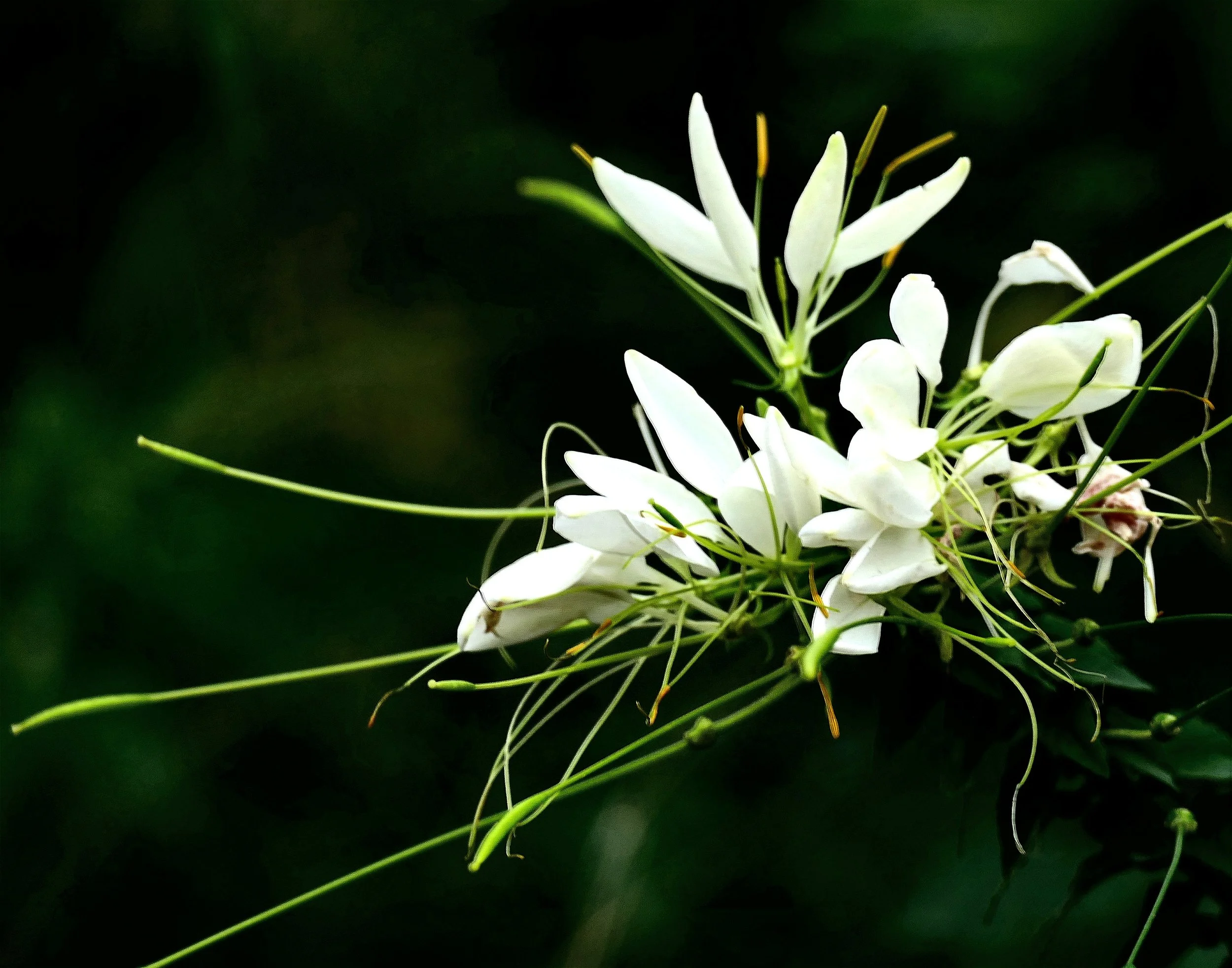 _251014_Cleome01_14x11.jpg