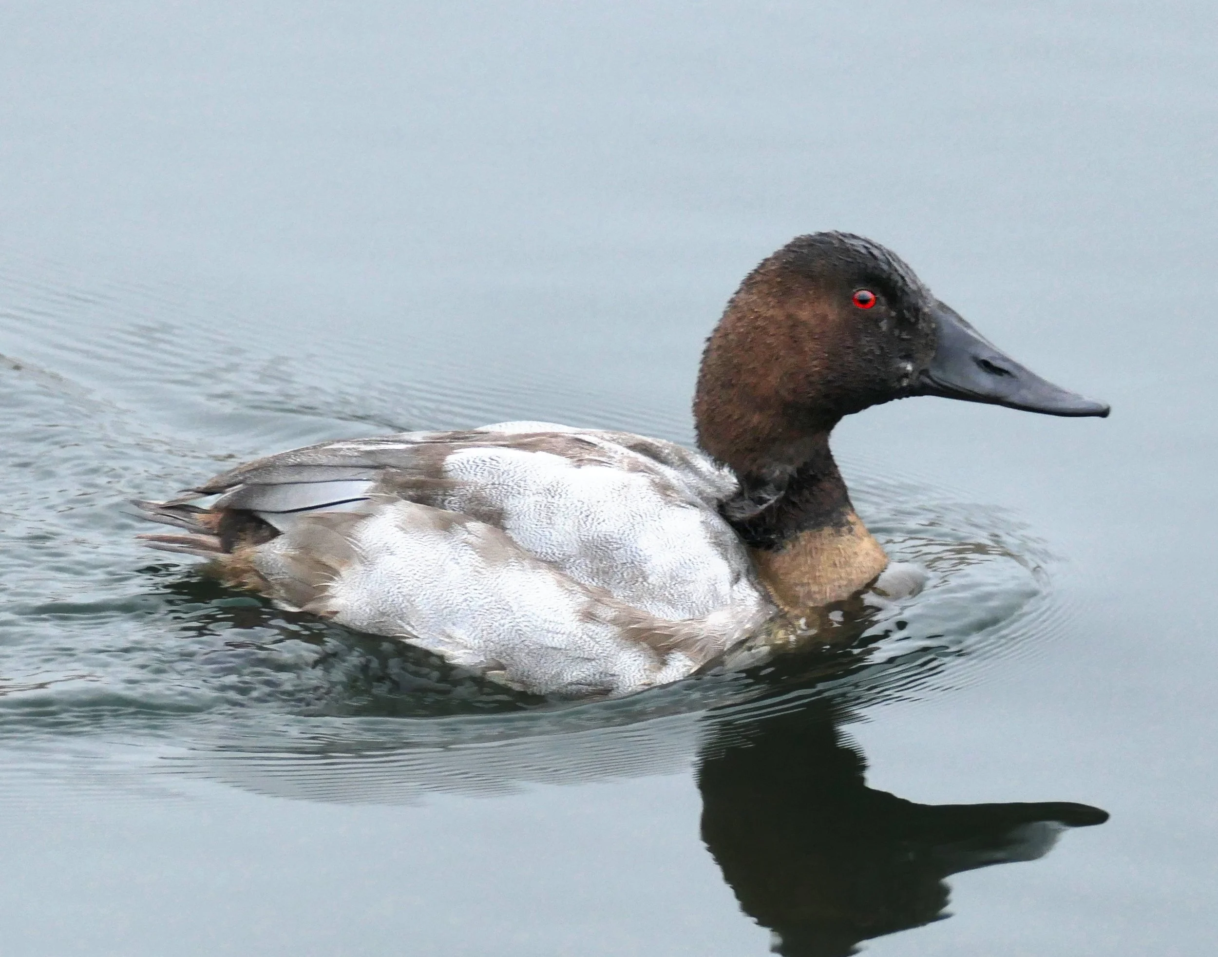 Canvasback