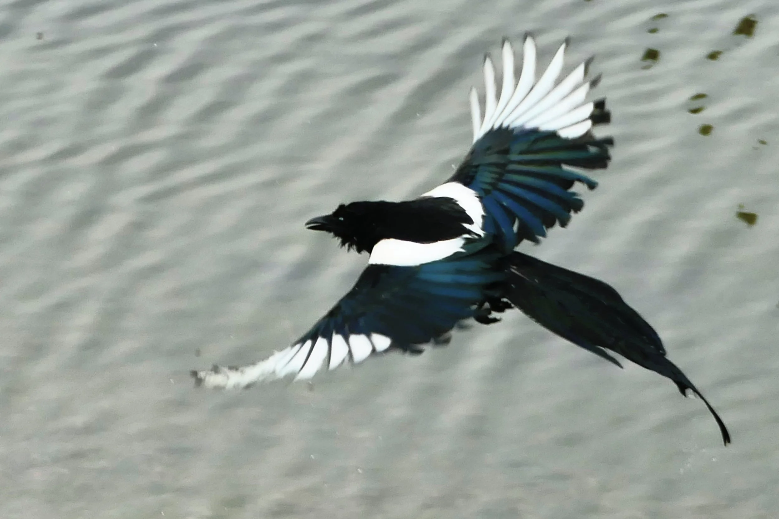 Magpie