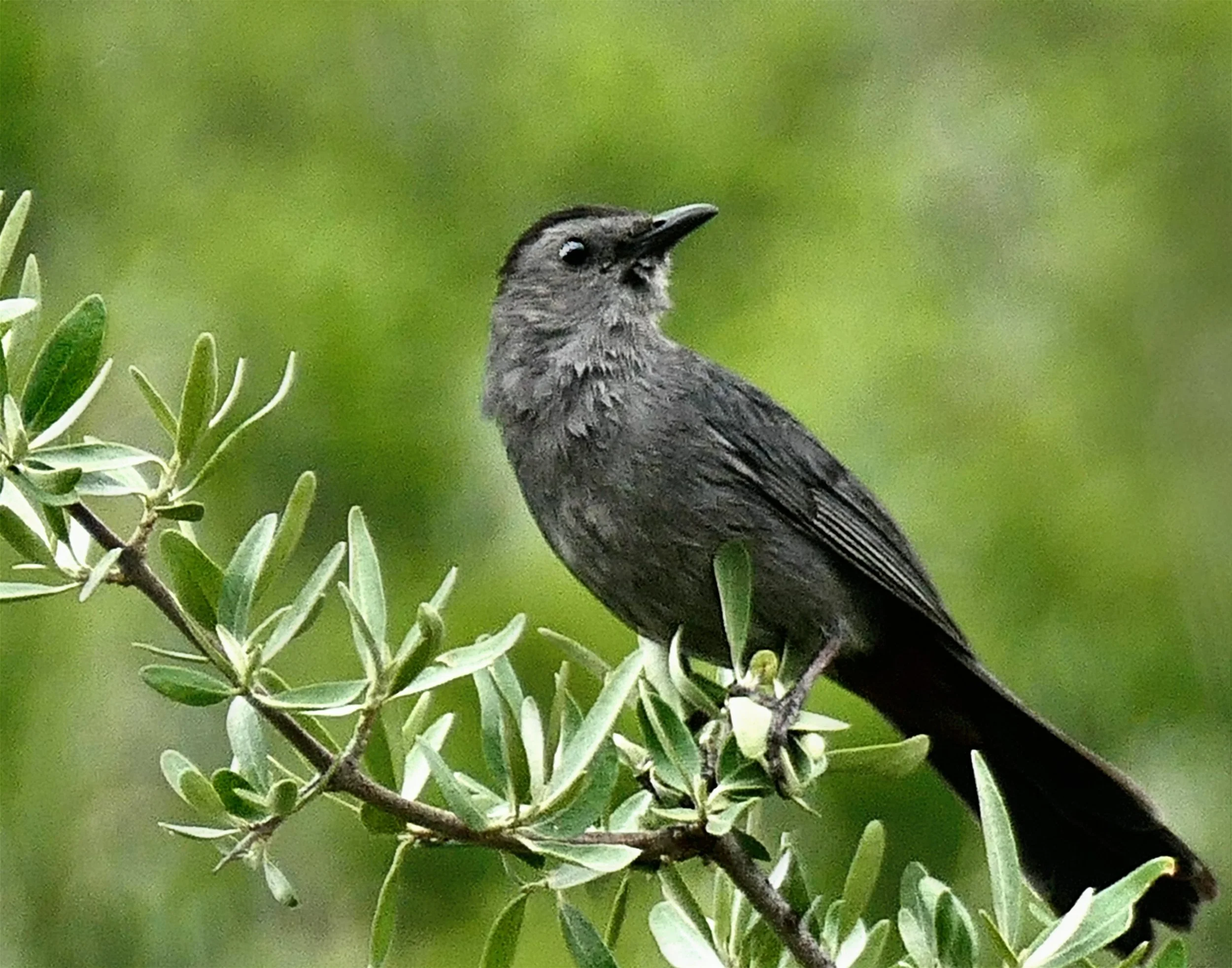 Grey Catbird on a Buffalo Berry Branch
