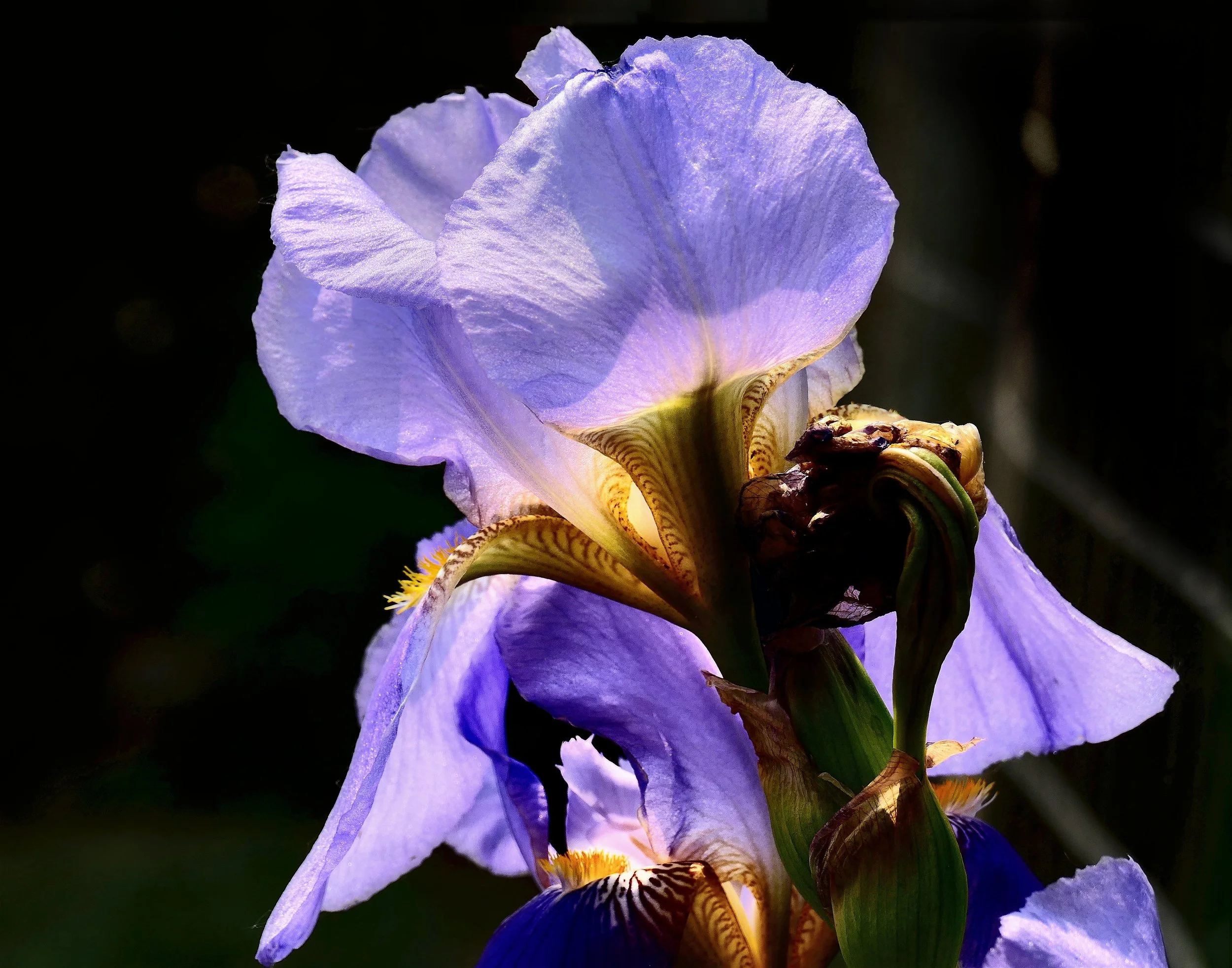 Blue Iris