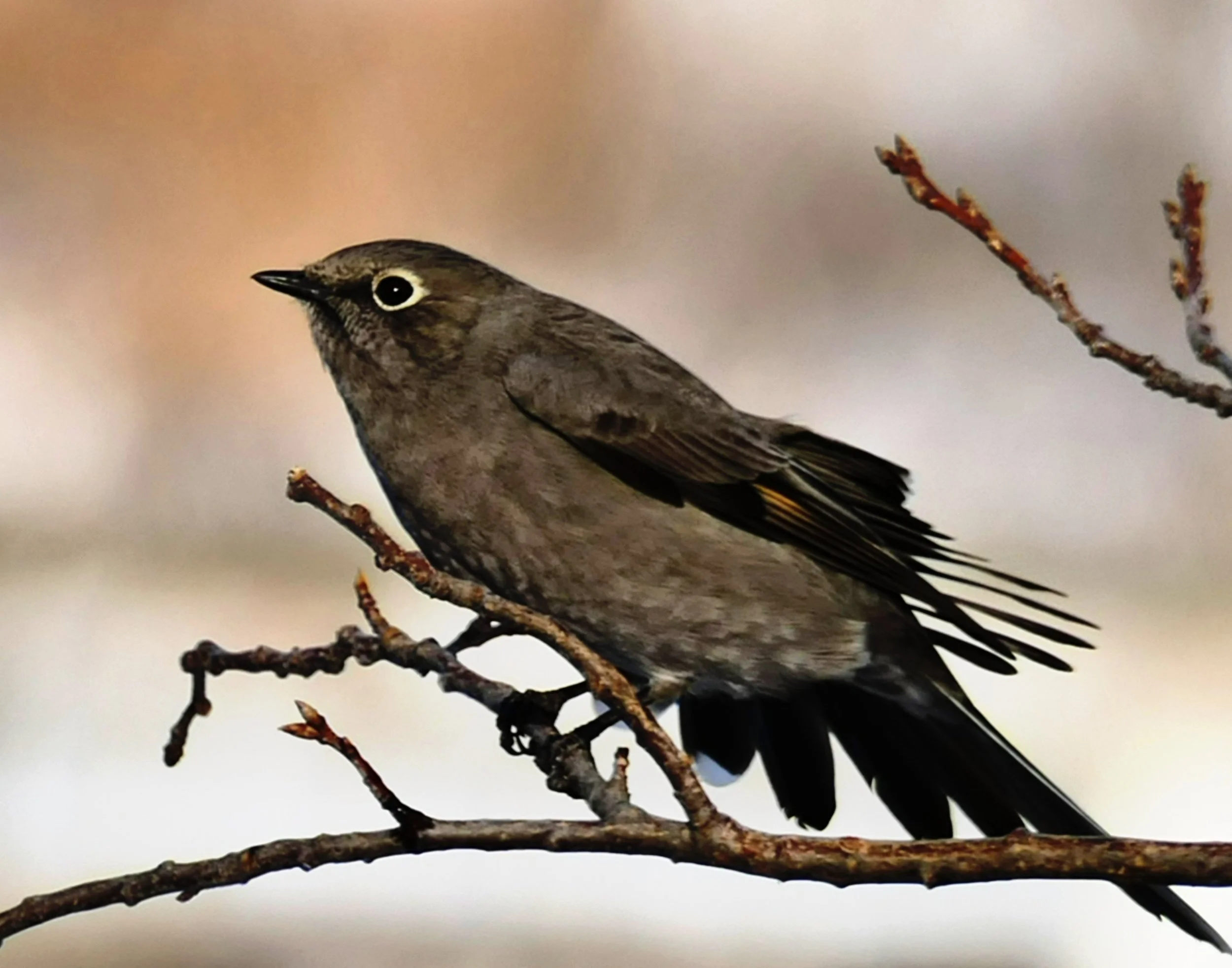 Grey Vireo