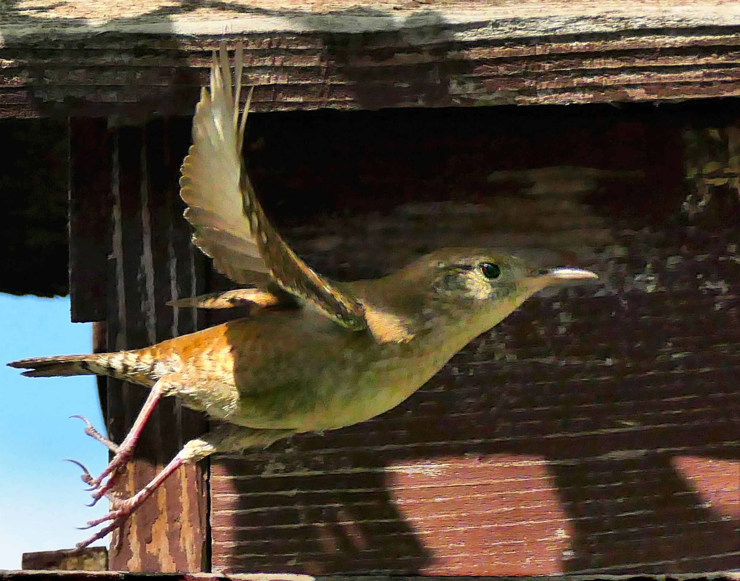 _250519_WrenFlight_14x11.jpg
