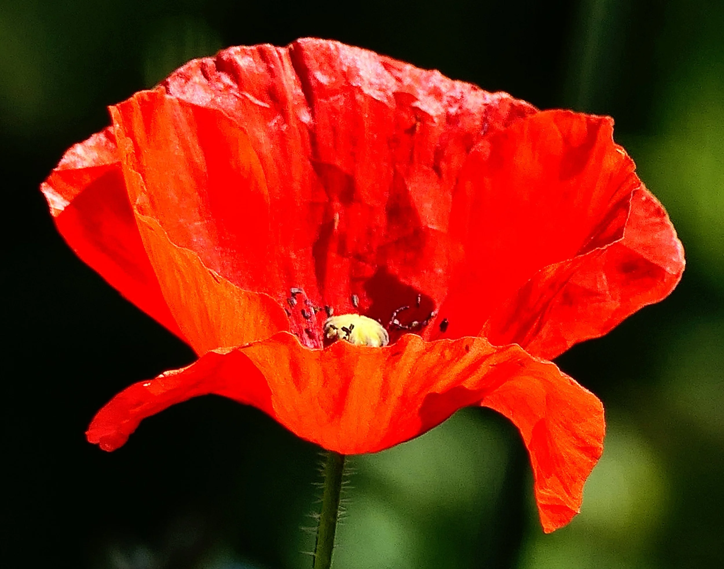 Oriental Poppy (Papaver orientalis)