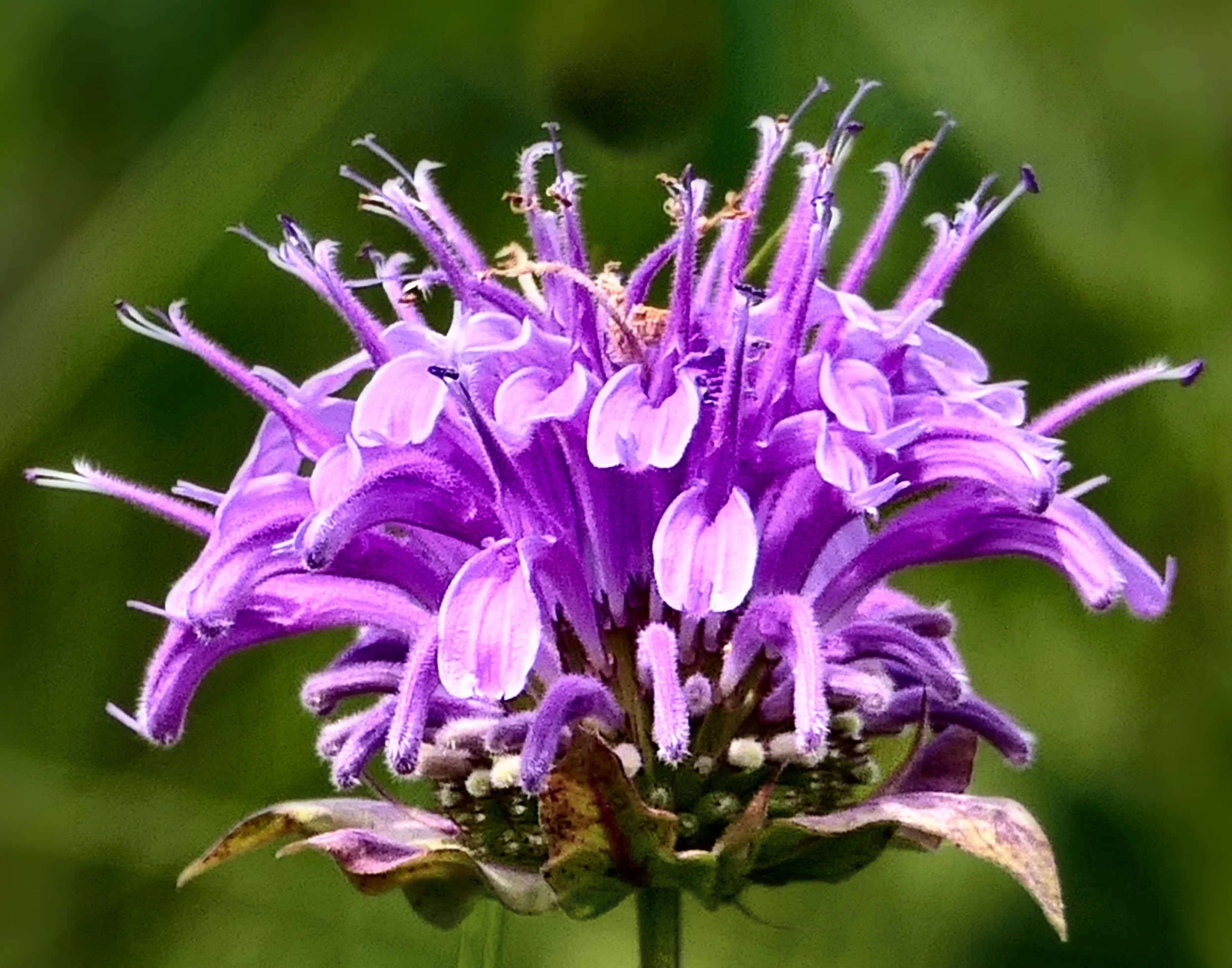 Bergamot (Monarda fistulosa)