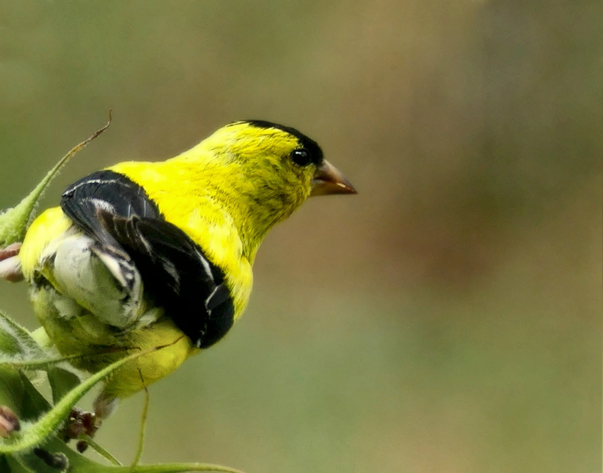 American Goldfinch Male