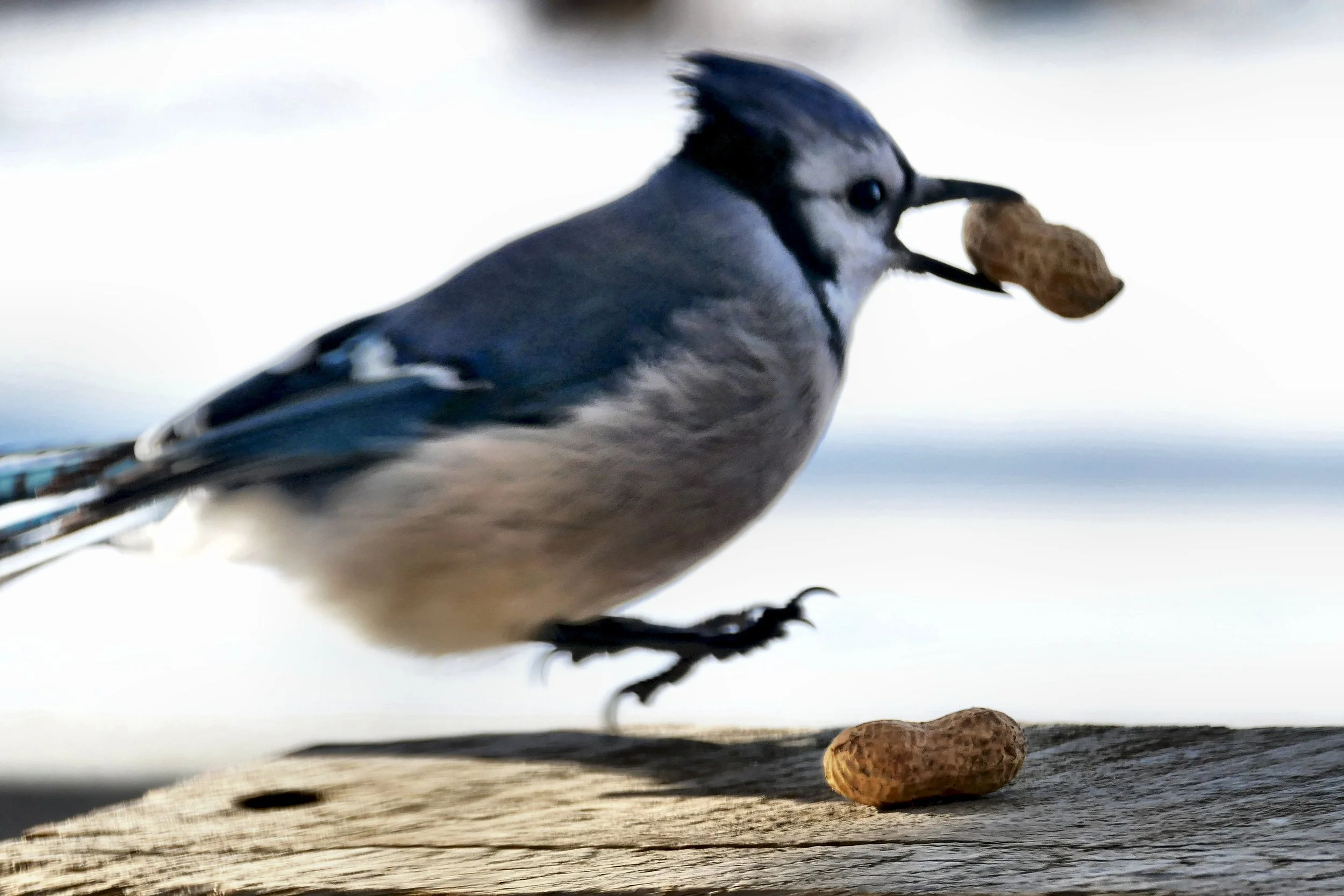 The Peanut Thief Caught in the Act