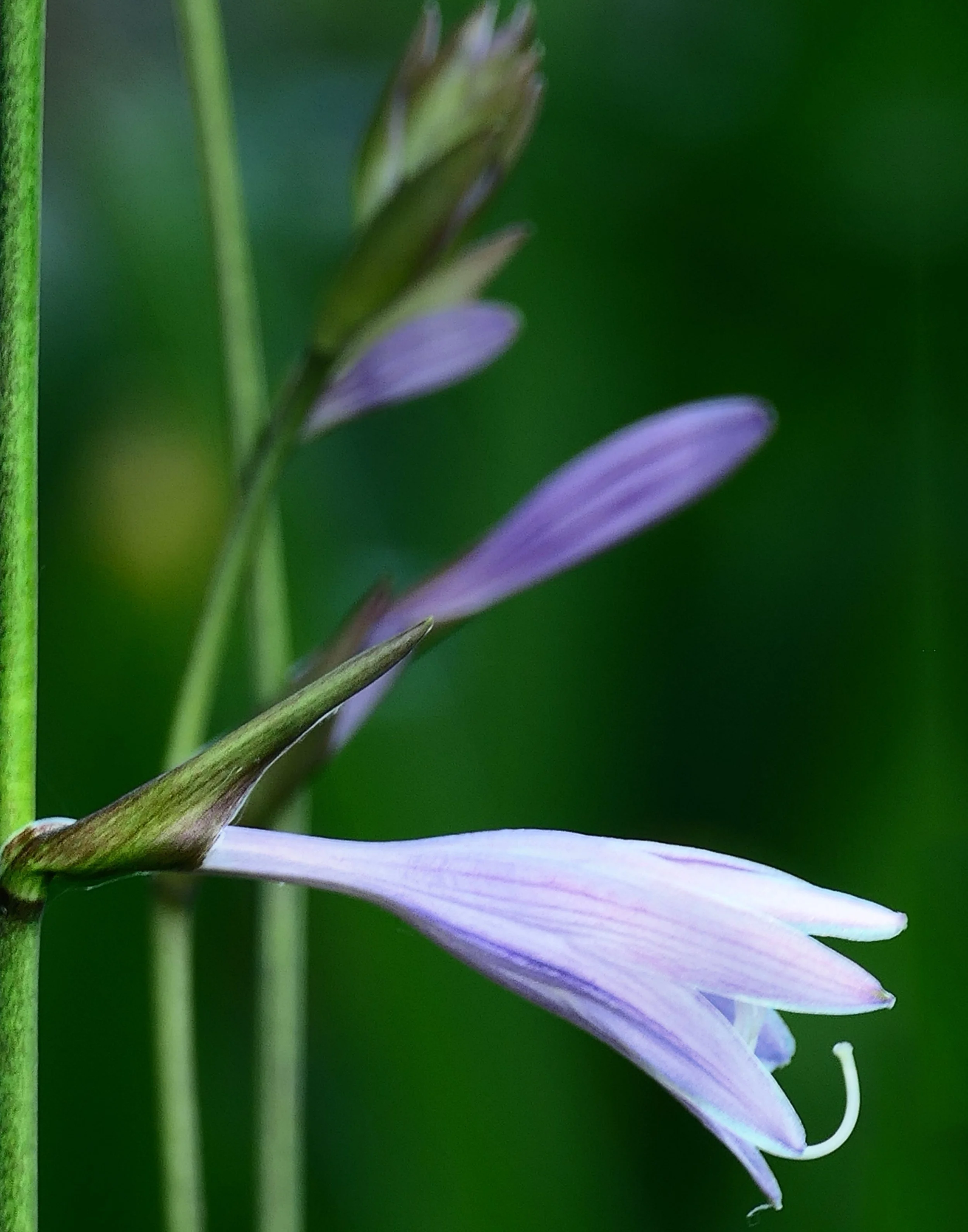 Hosta Flowers