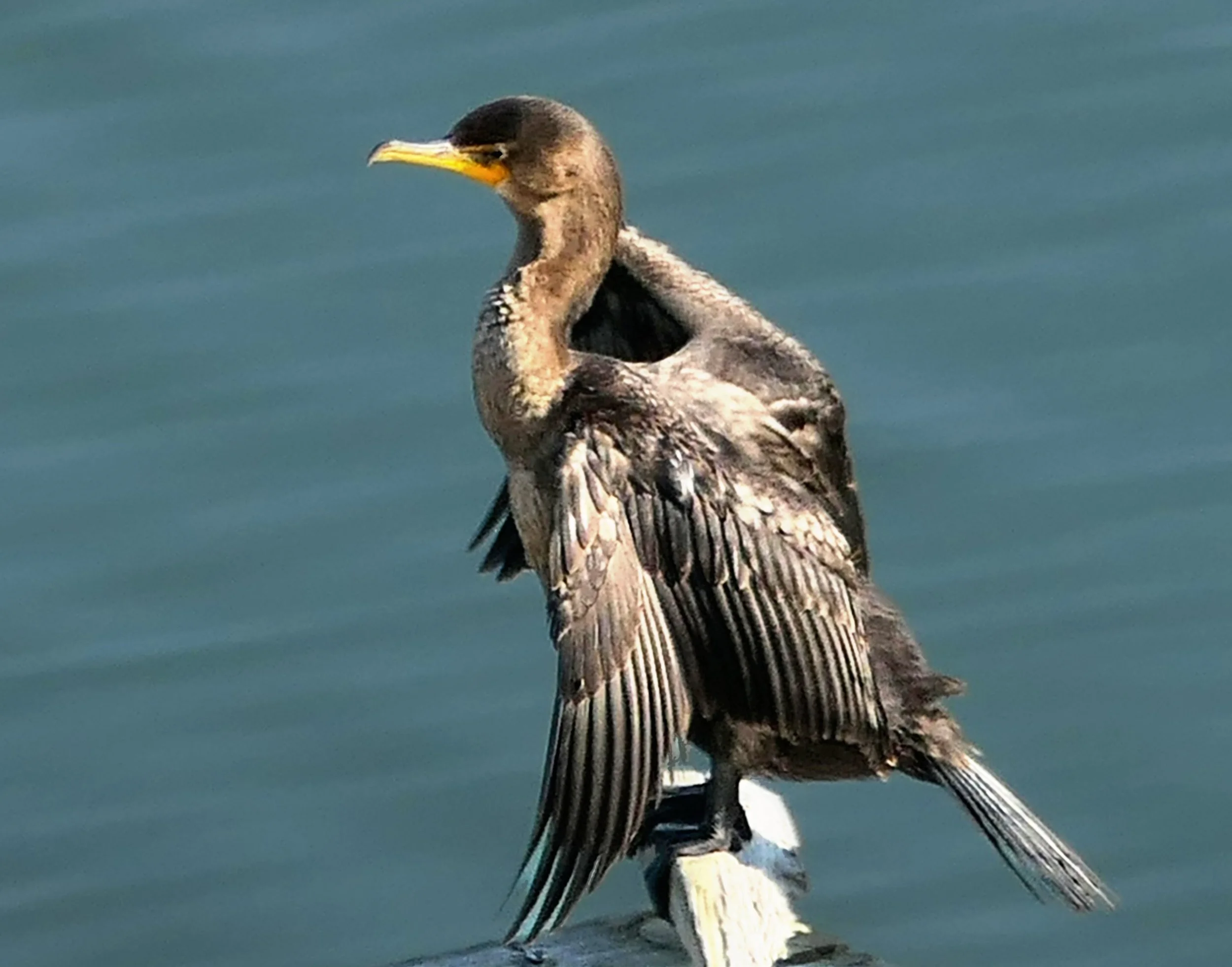 Cormorant