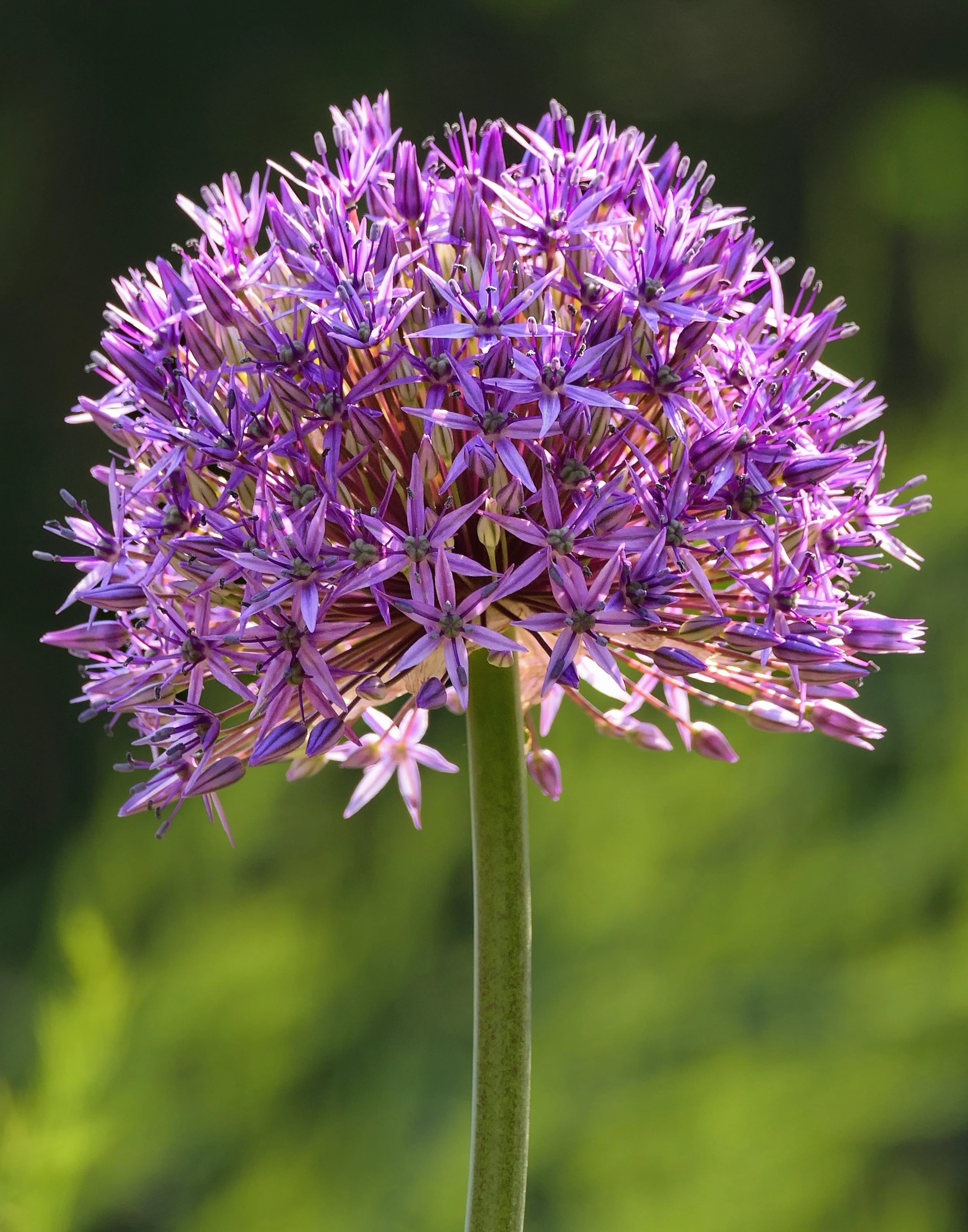 Flowering Allium 