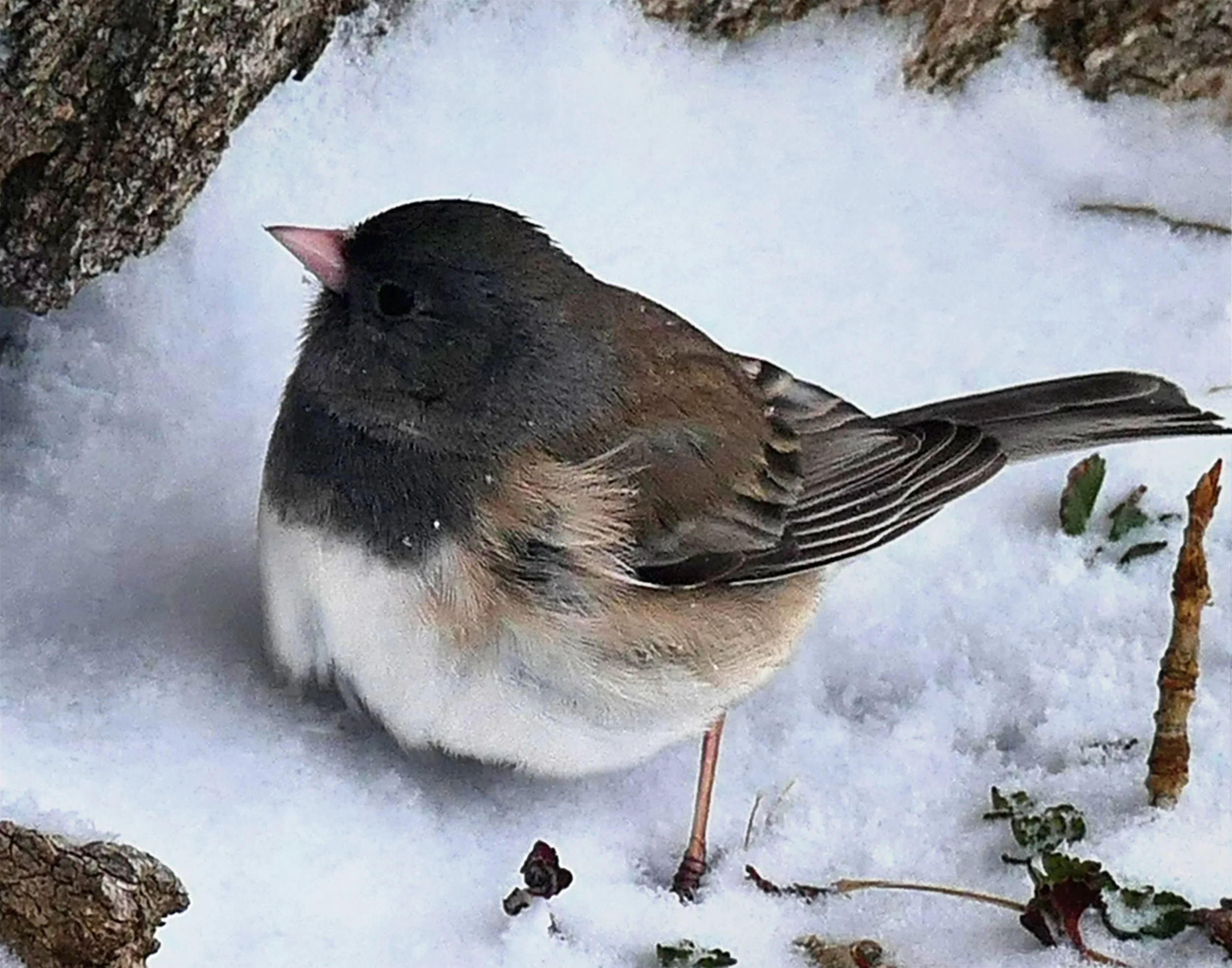 _260425_DarkEyedJunco_14x11.jpg