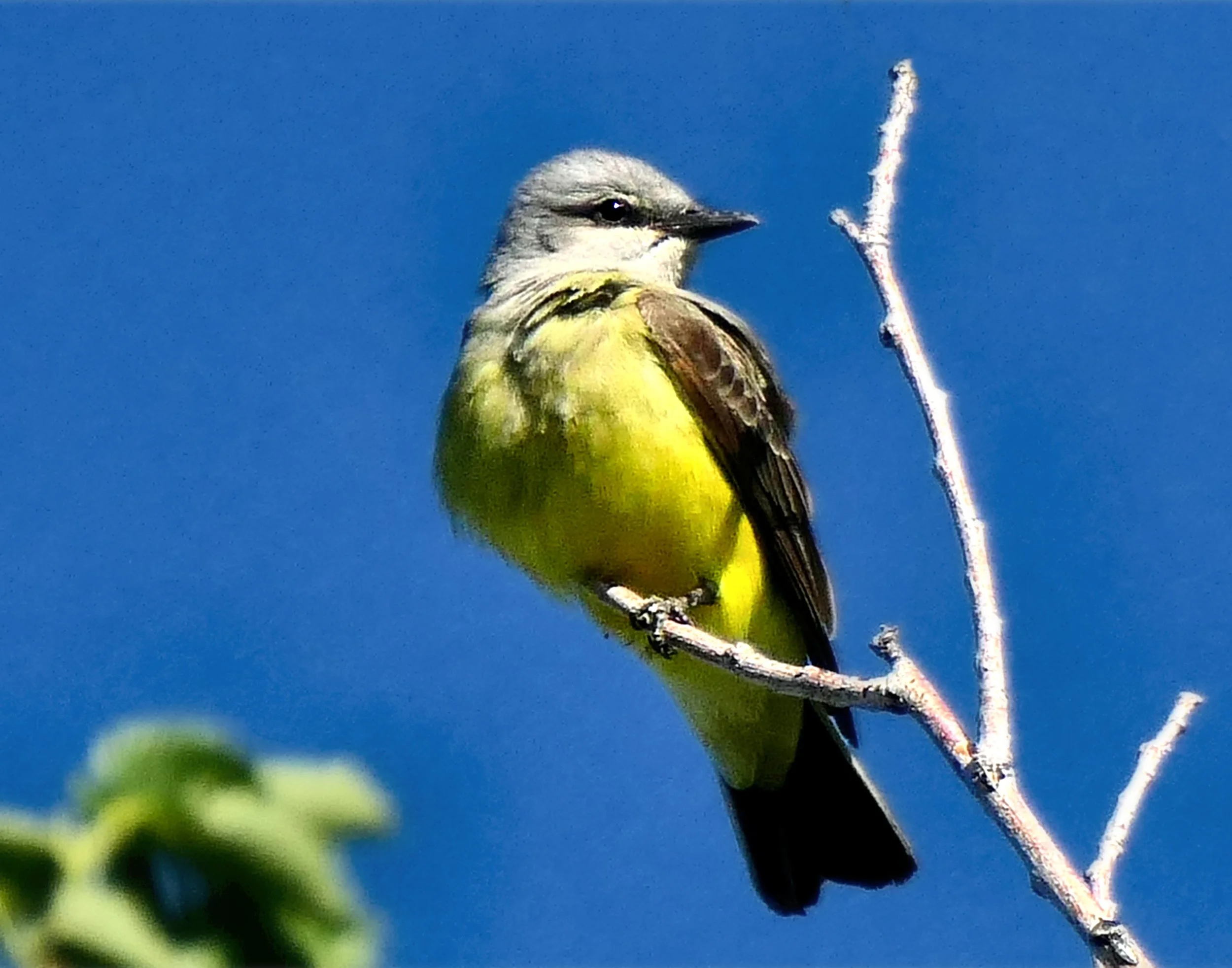 Western Kingbird
