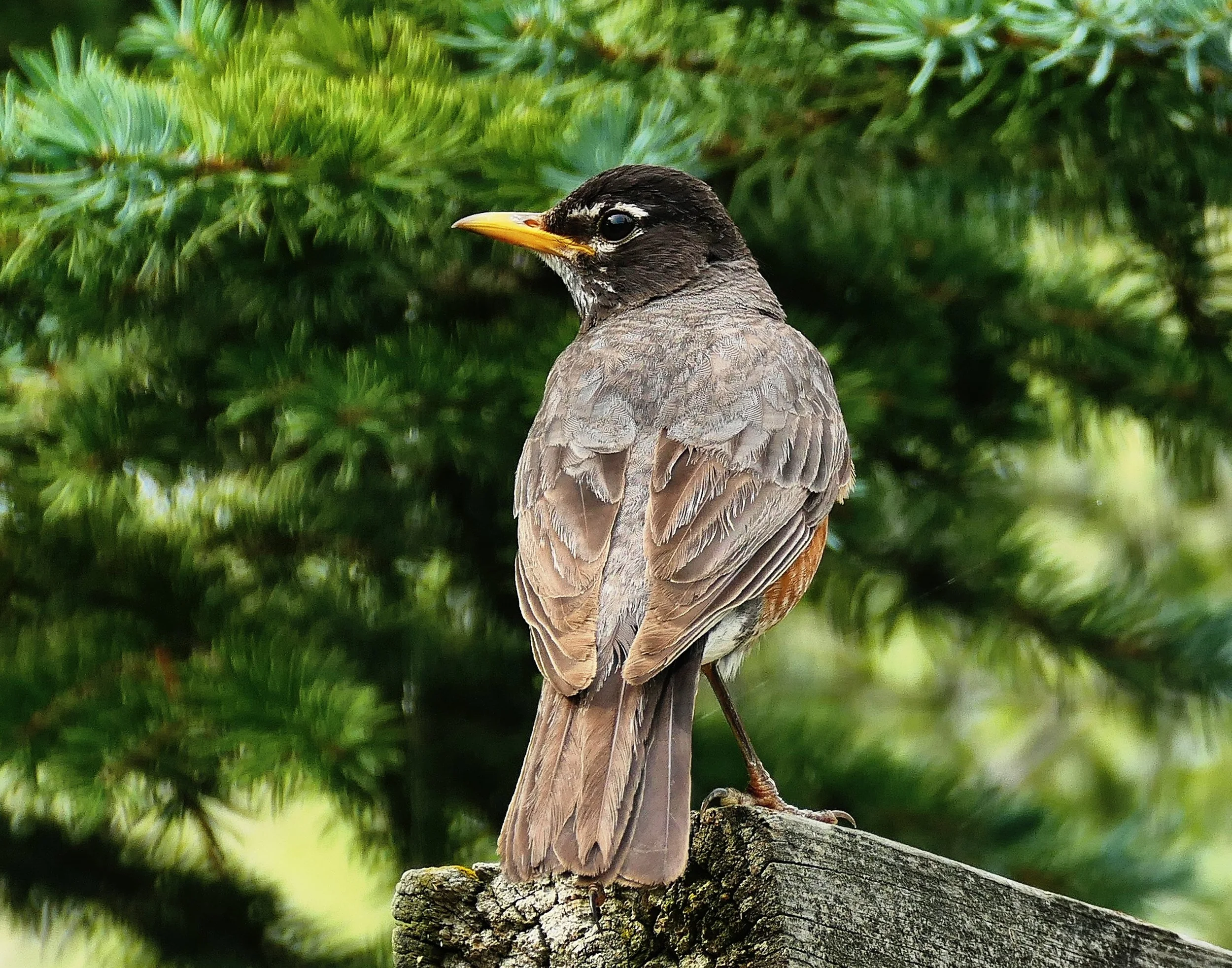 American Robin