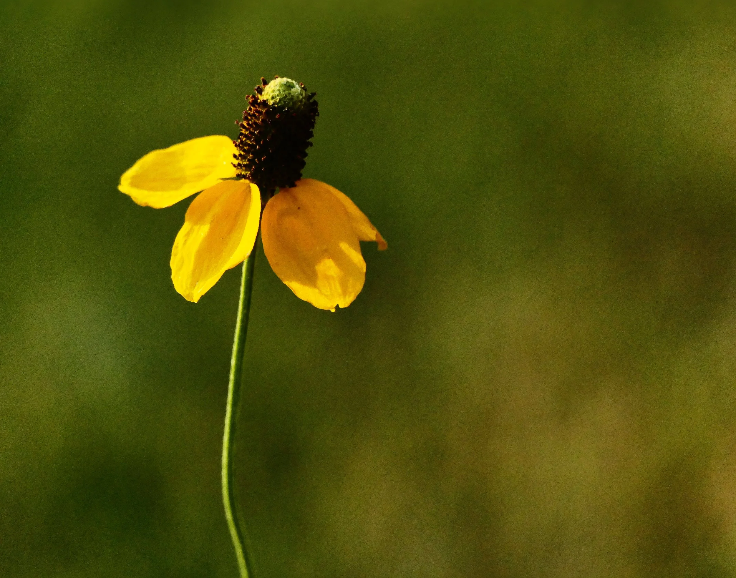 Prairie Coneflower (Rabida columnifera)
