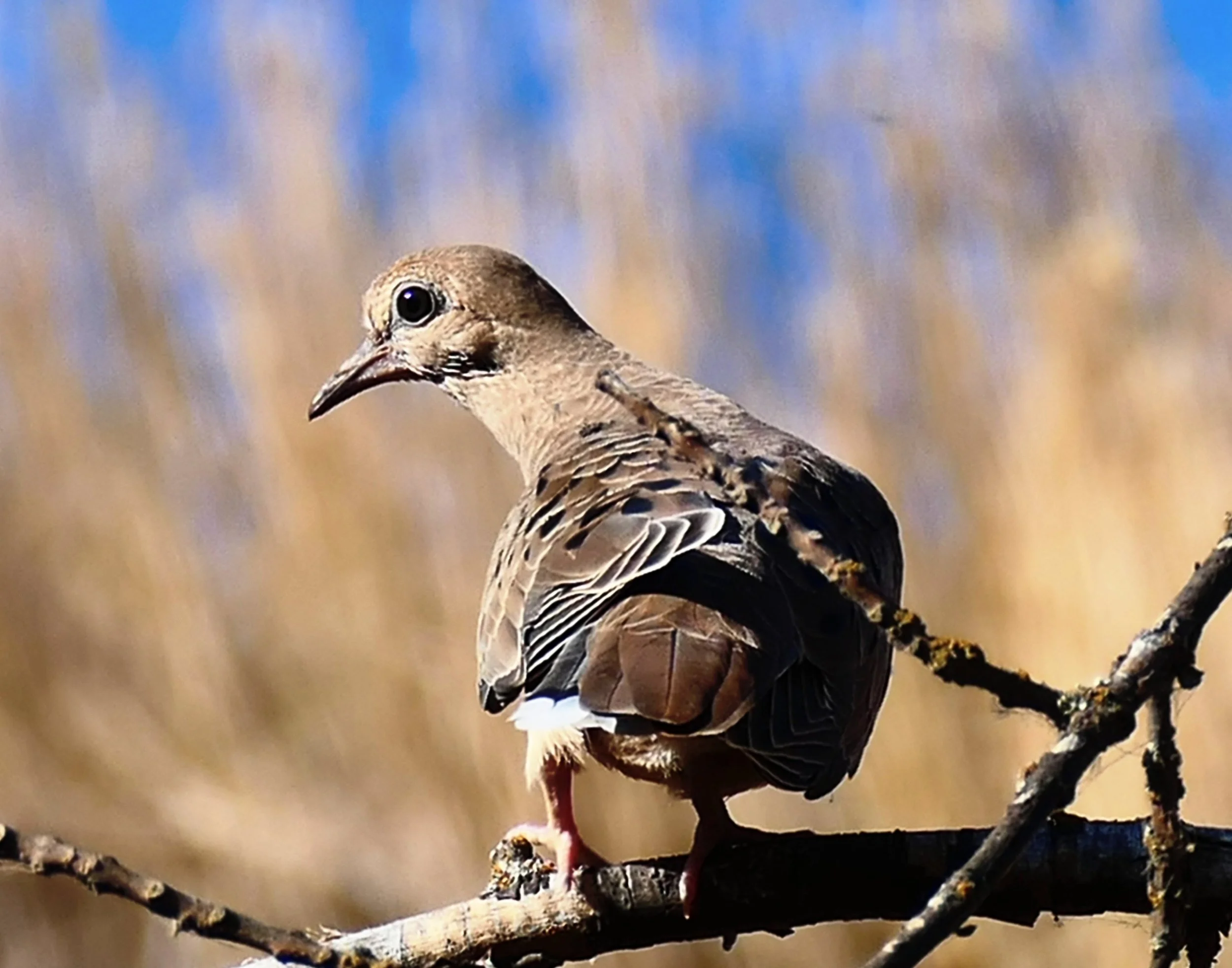 Mourning Dove