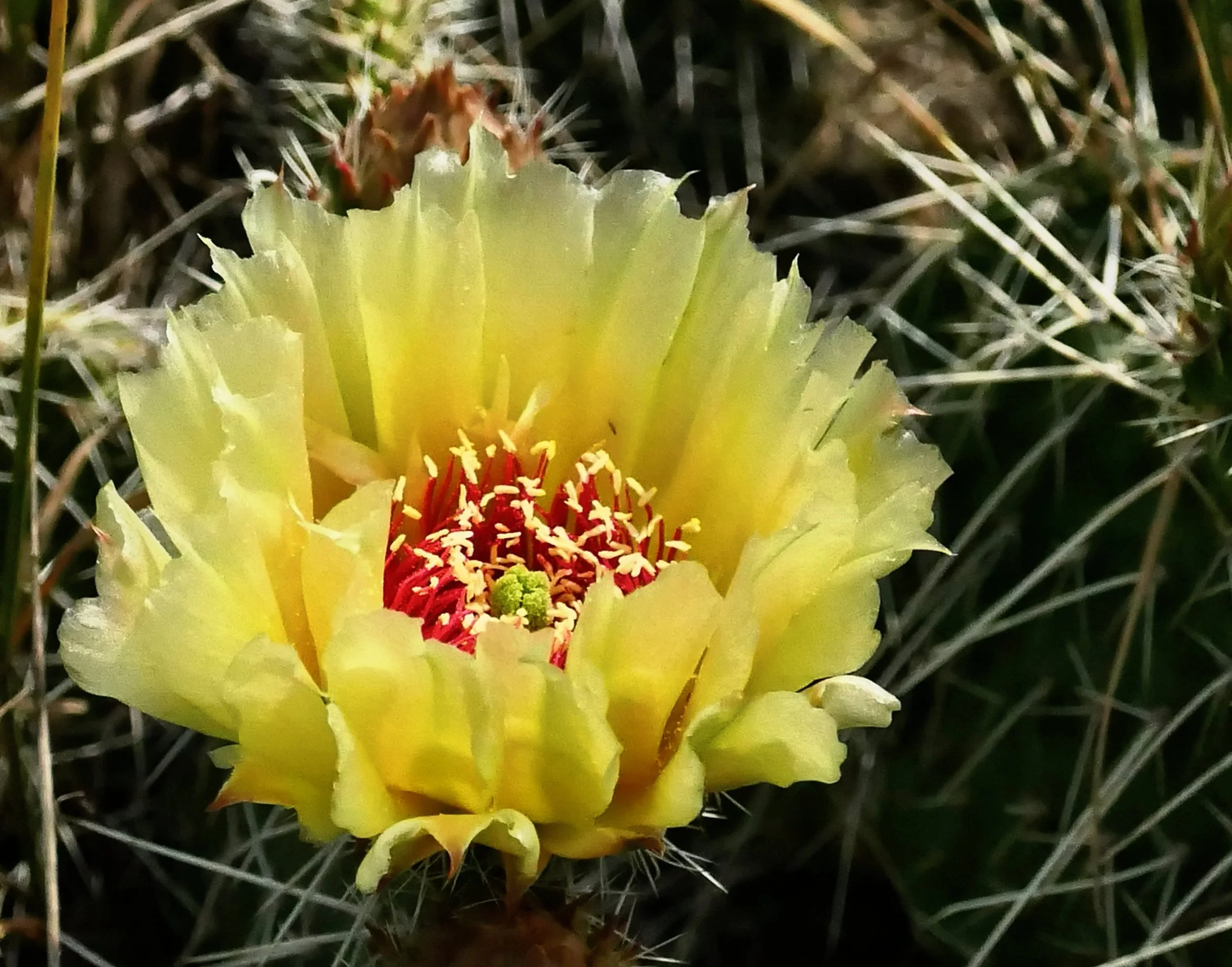Prickly Pear Cactus Flower (Opuntia)