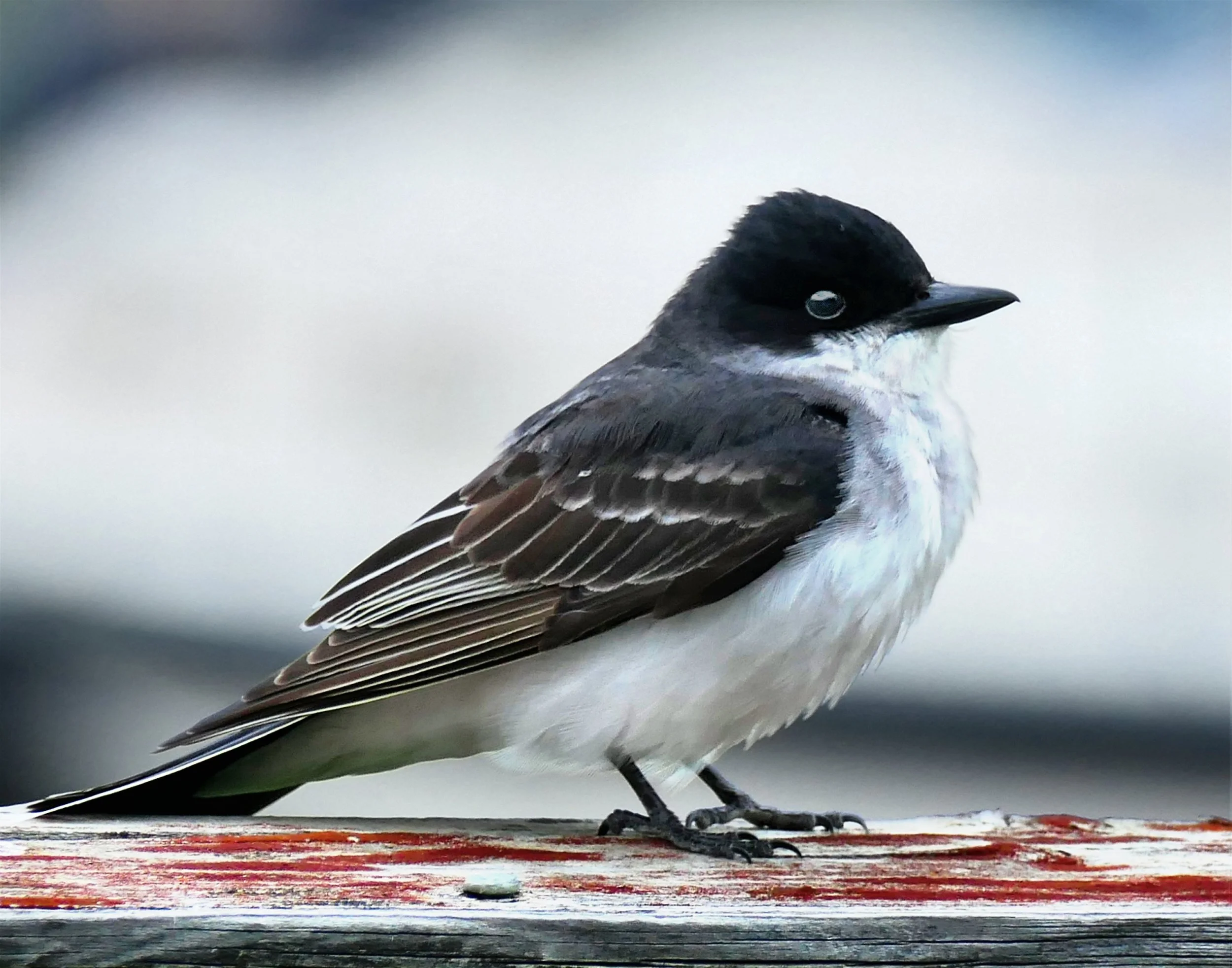 Eastern Kingbird