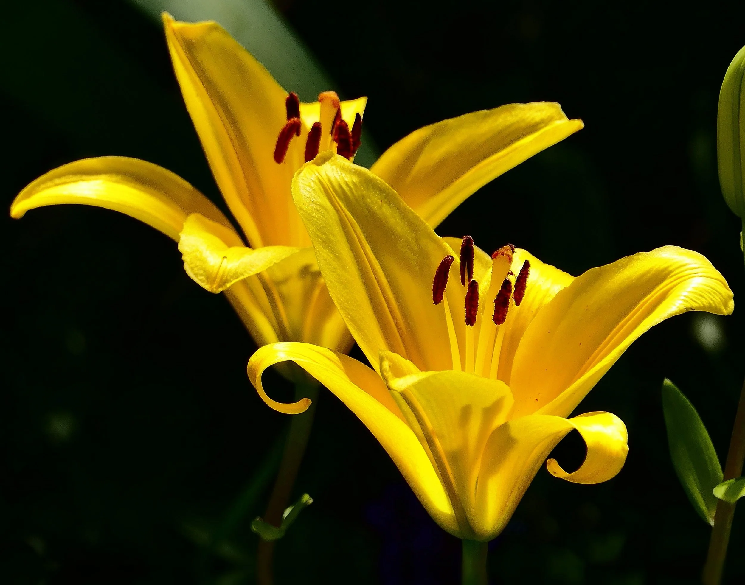 Golden Lilies