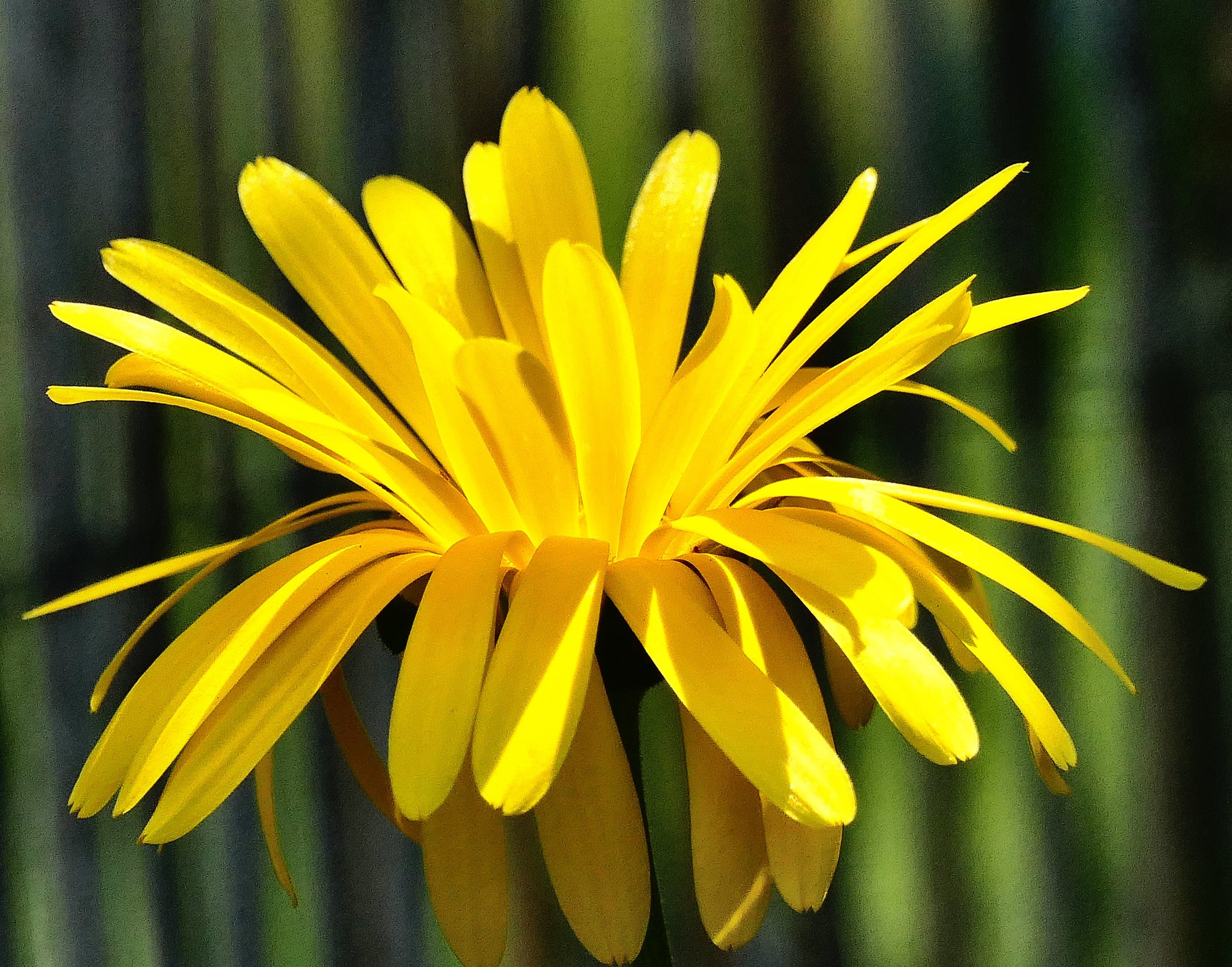 Pot Marigold (Calendula officinalis)
