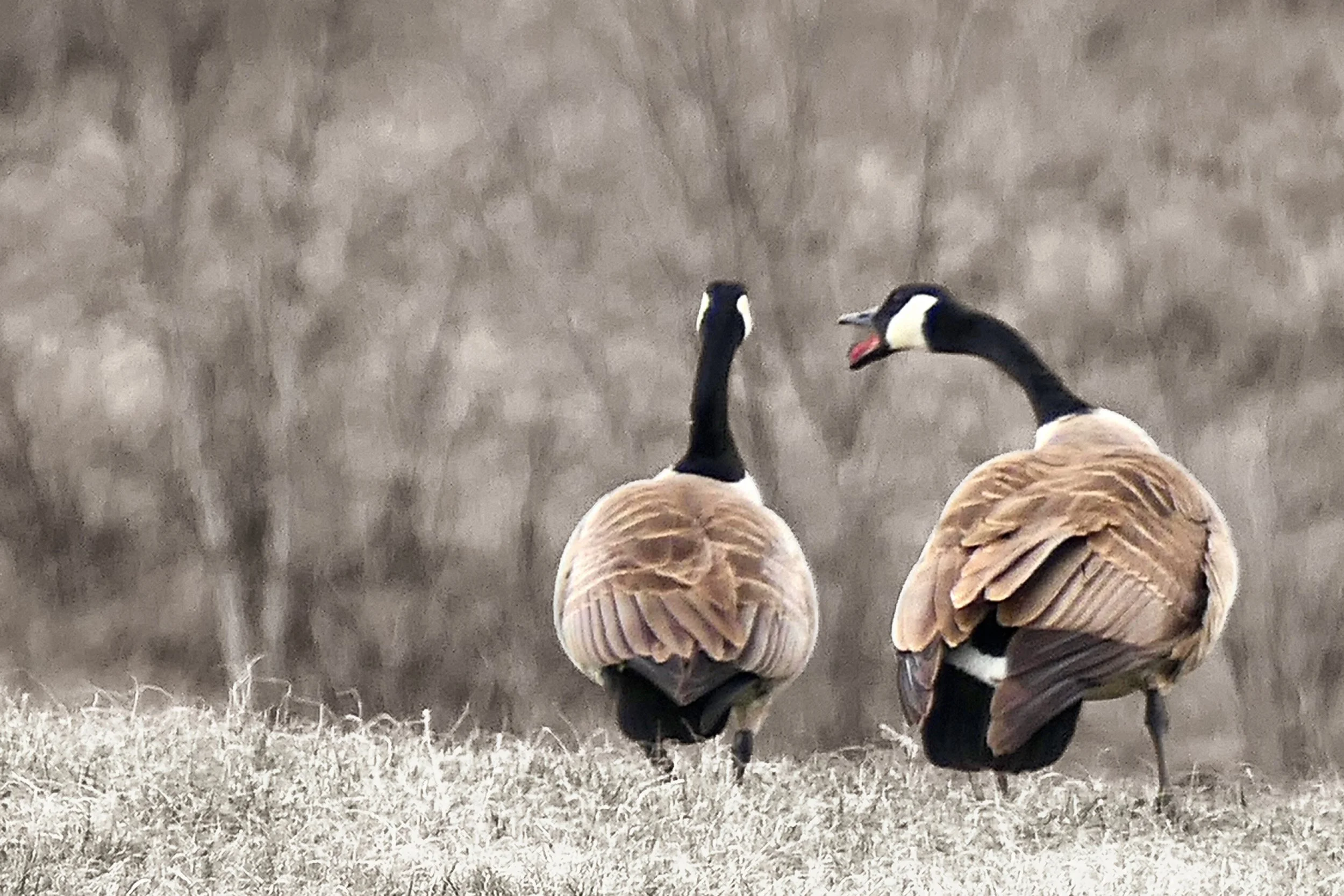 Canada Geese in Conversation