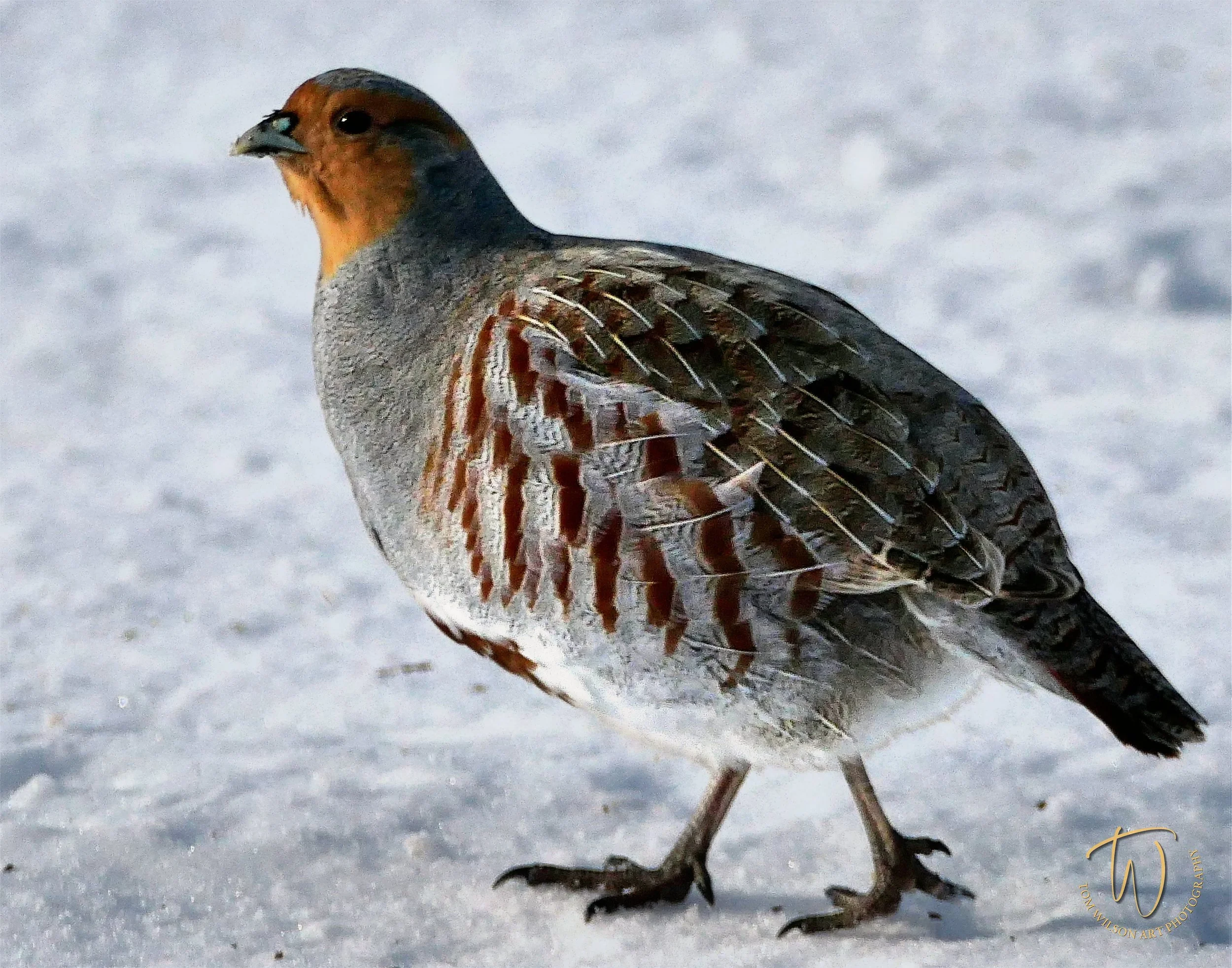 _250130_HungarianPartridge_14x11.jpg