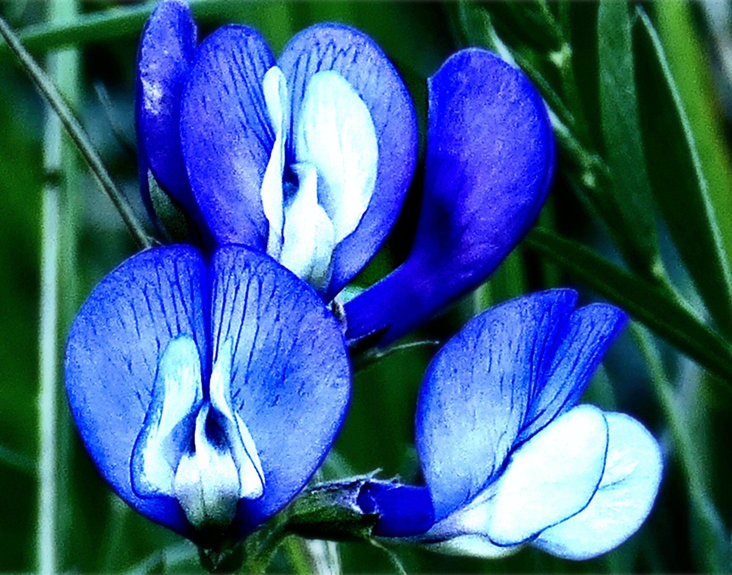 Blue Wild Indigo (Baptisia australis)