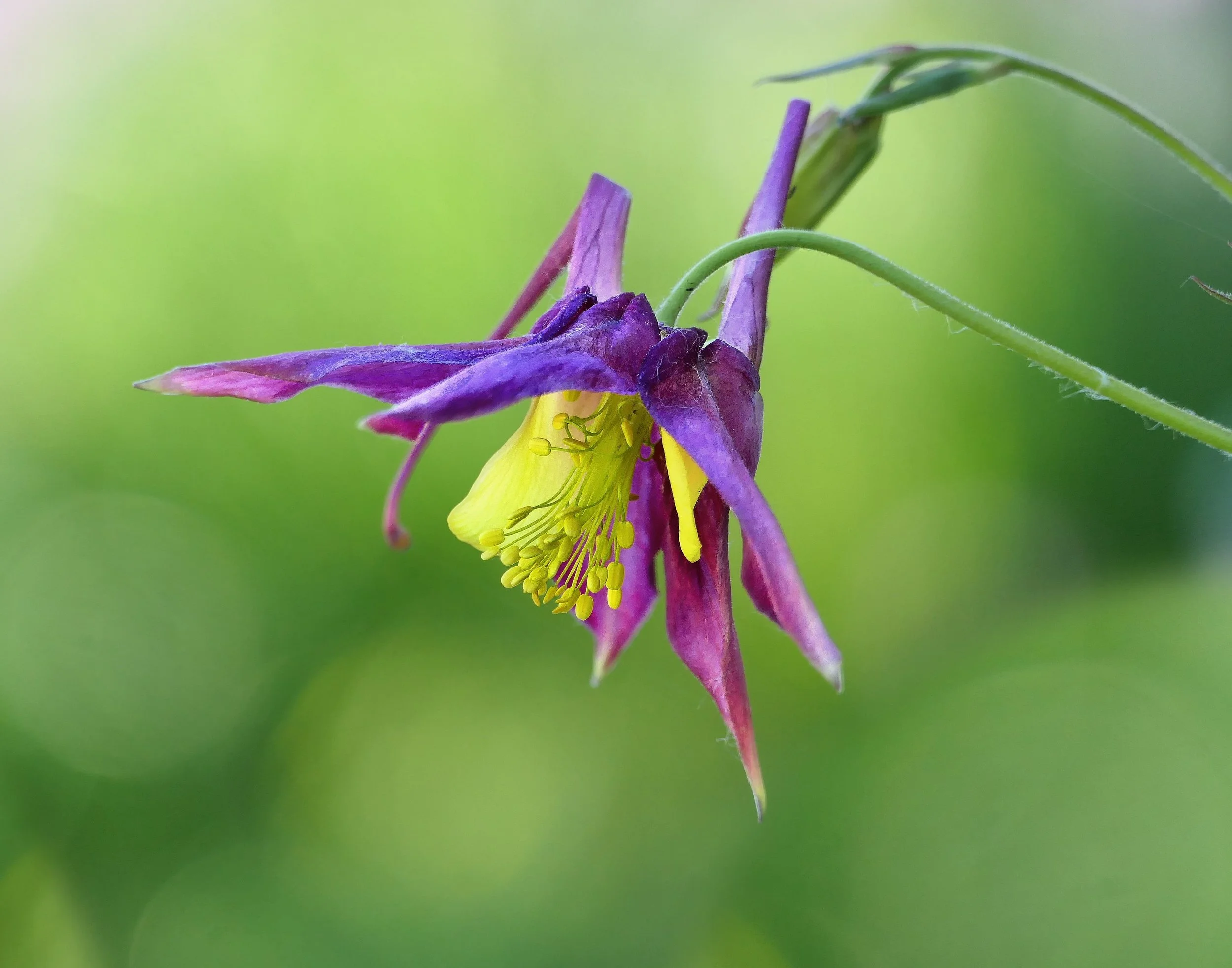 Columbine (Aquilegia)