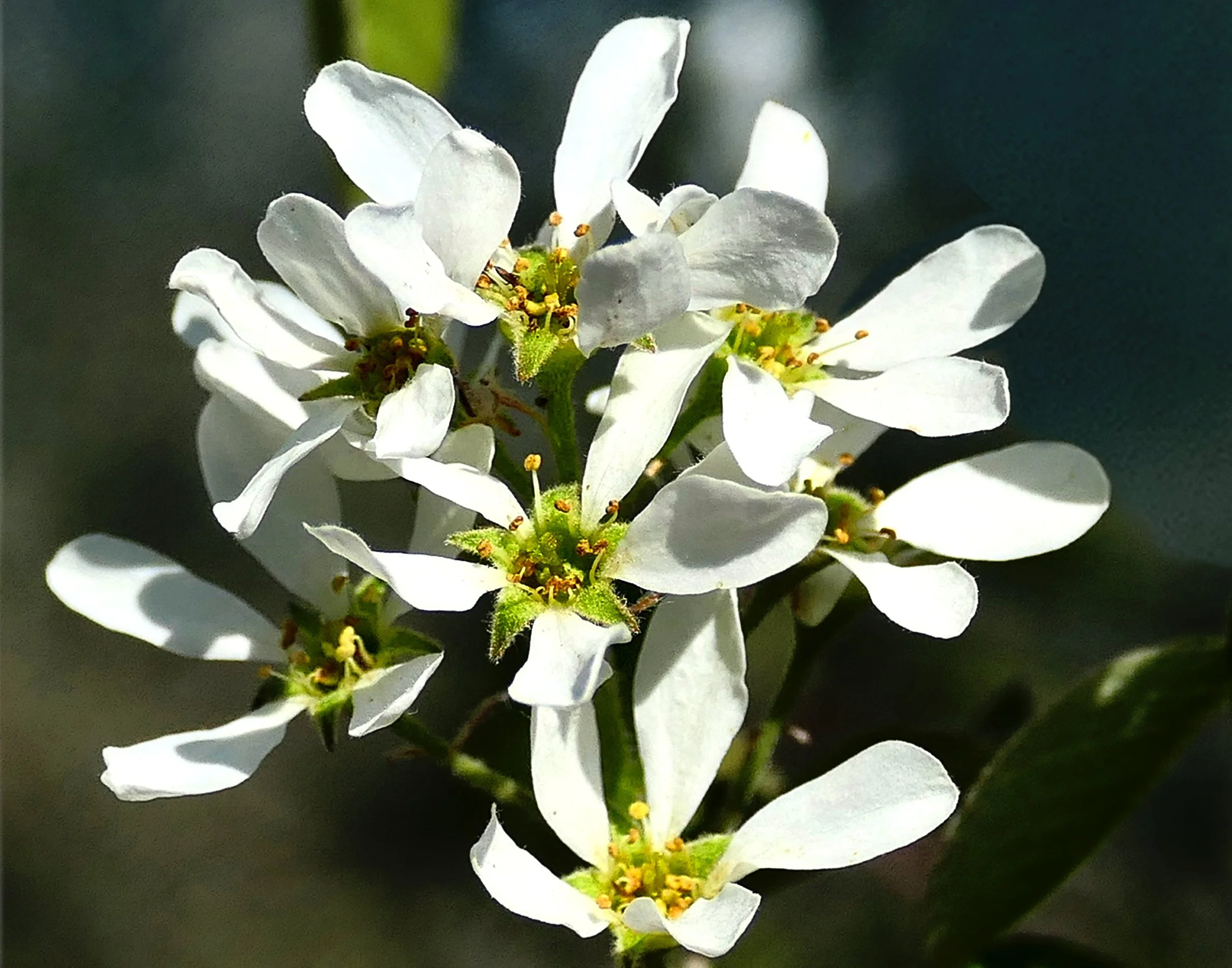 Saskatoon Berry Blossoms