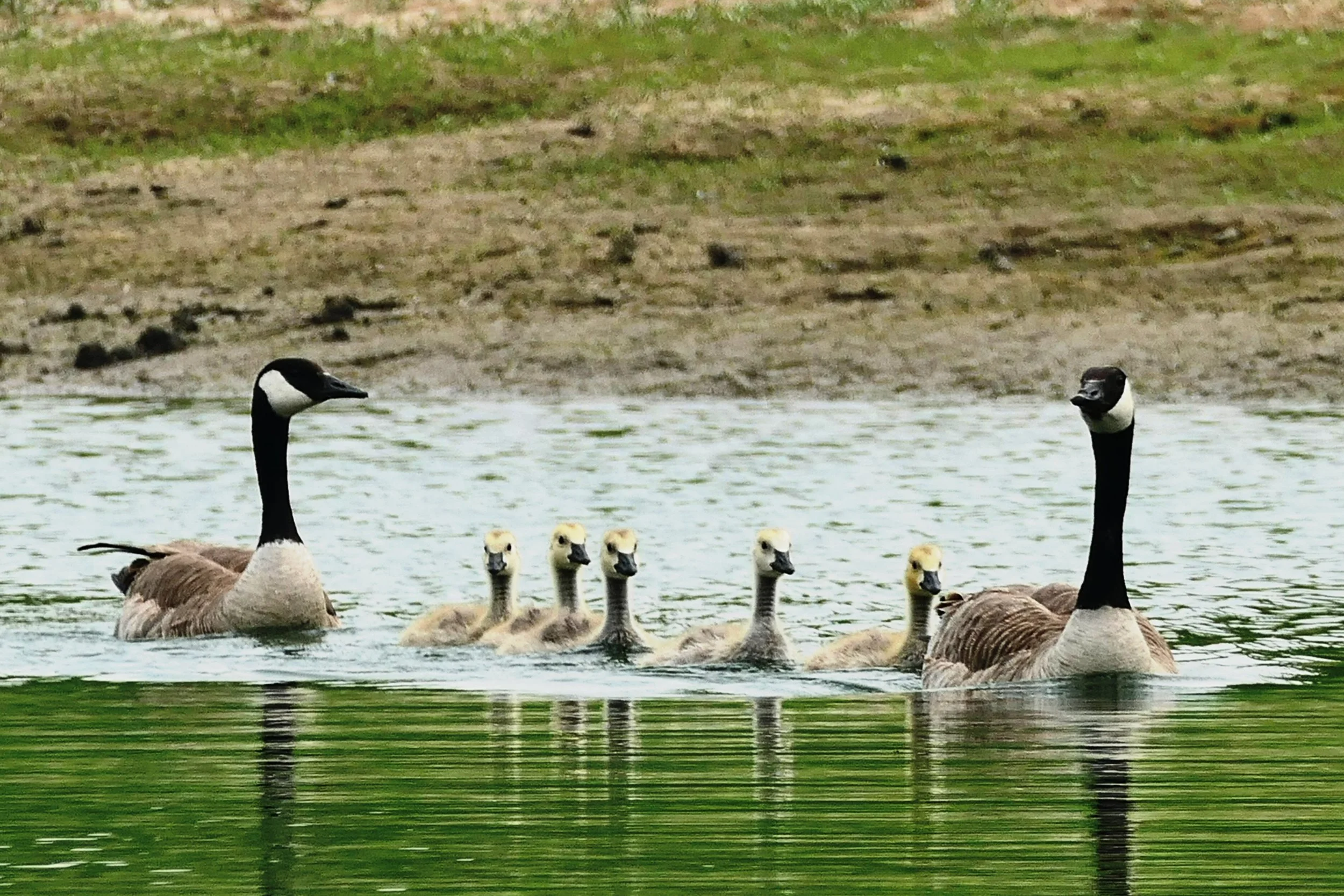 _250613_CanadaGeese_NoLogo_18x12.jpg