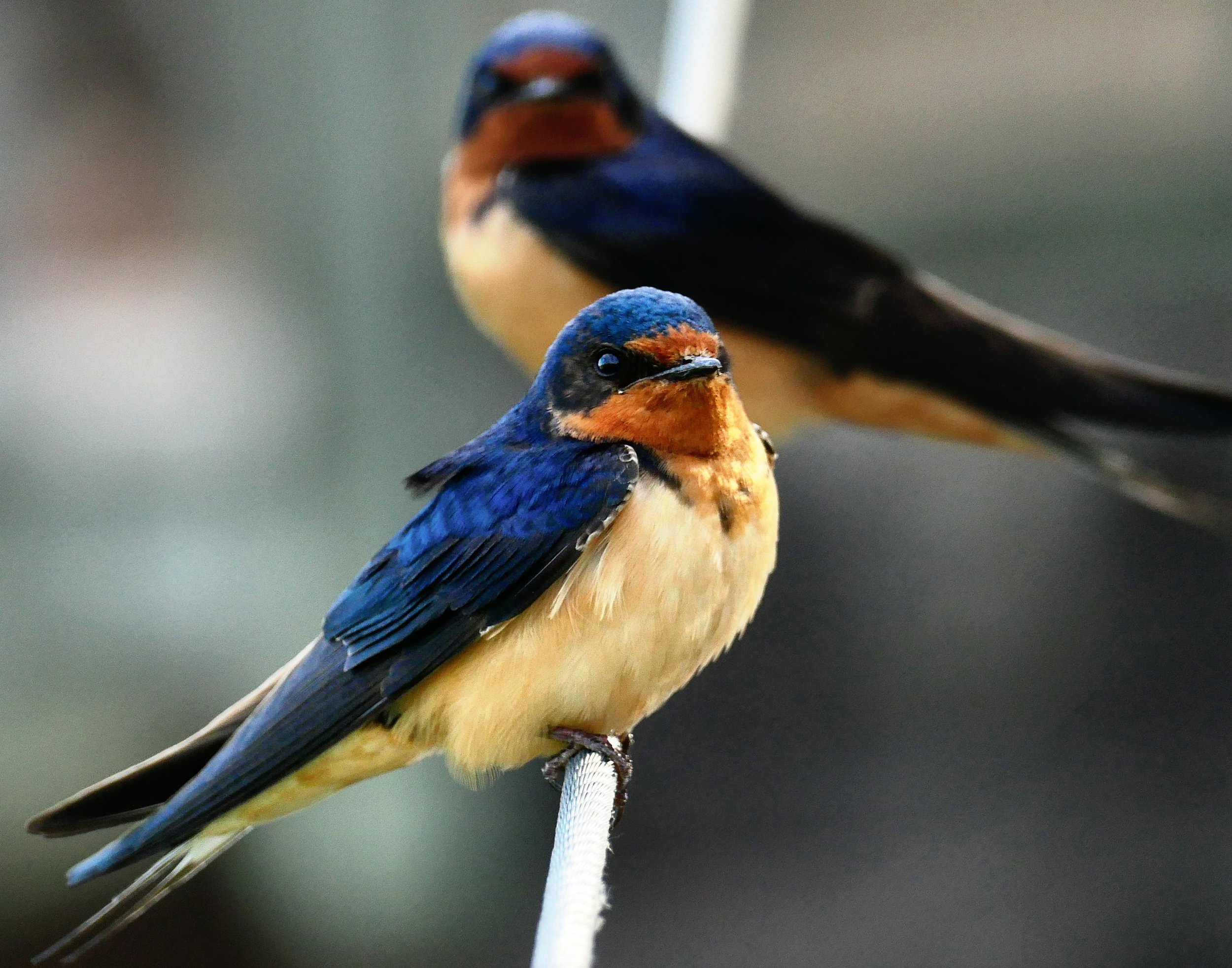 Barn Swallows