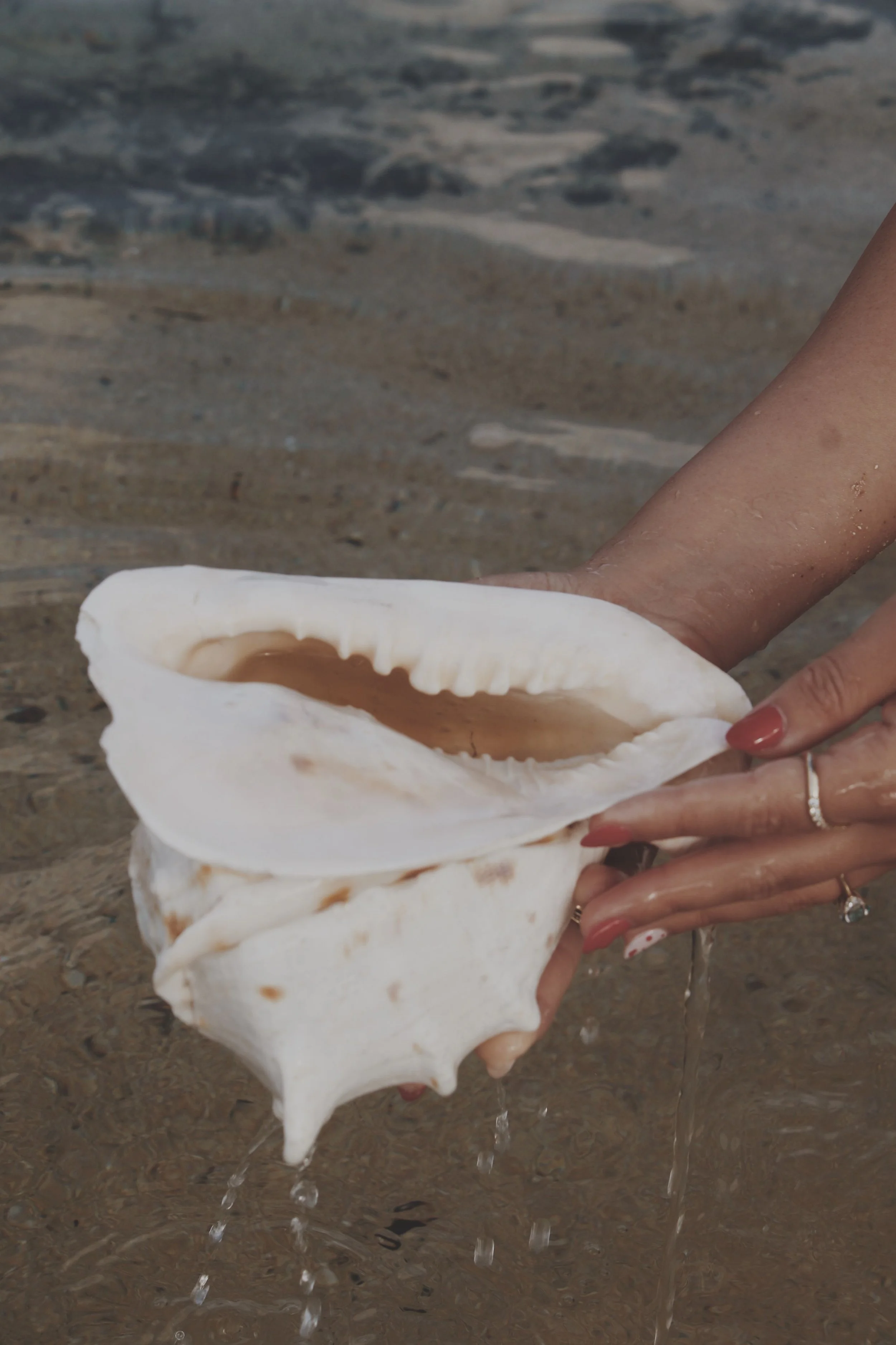 Hands holding a large conch shell in the clear ocean water