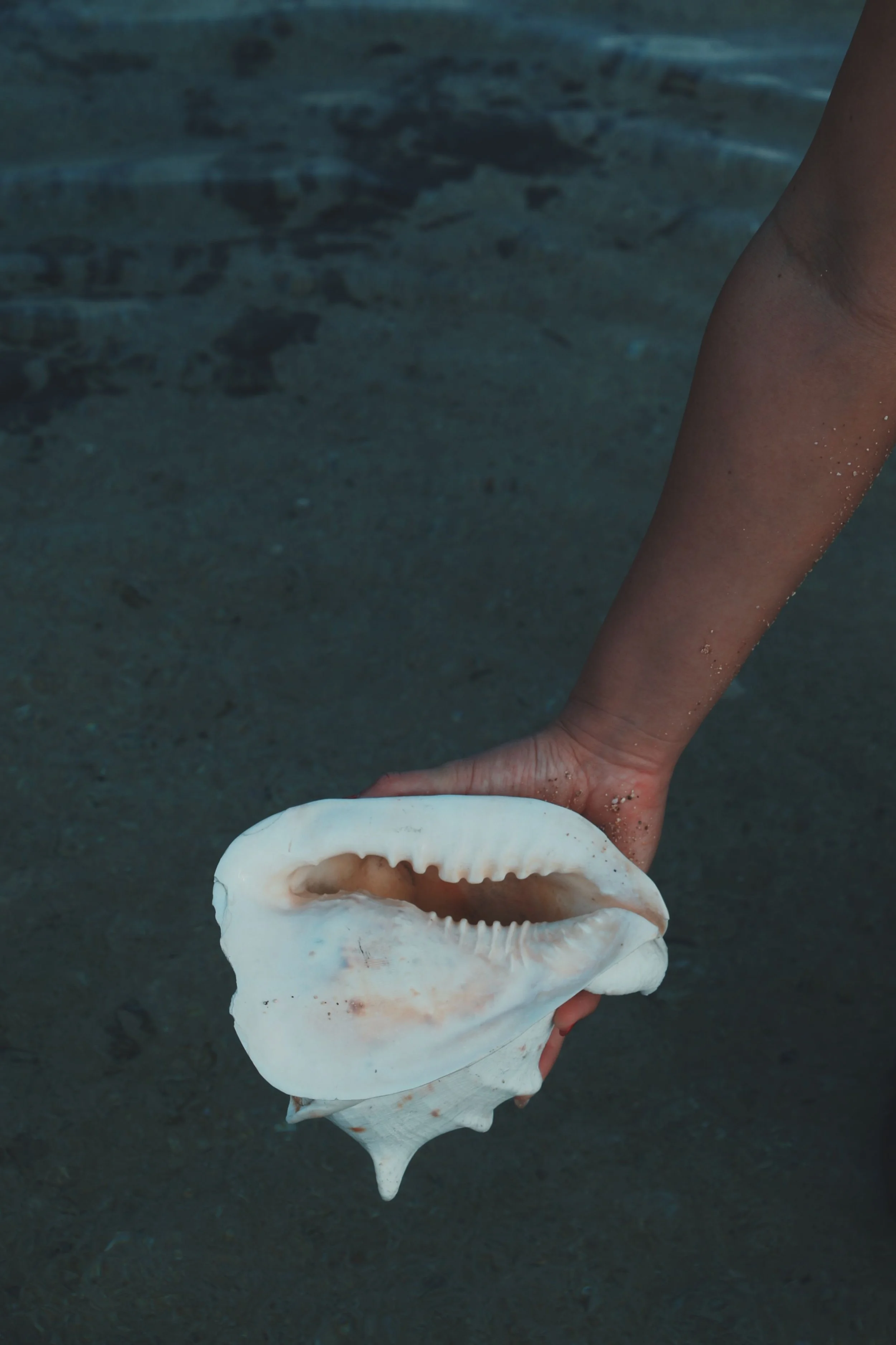 A hand holding a conch shell above the teal blue ocean water