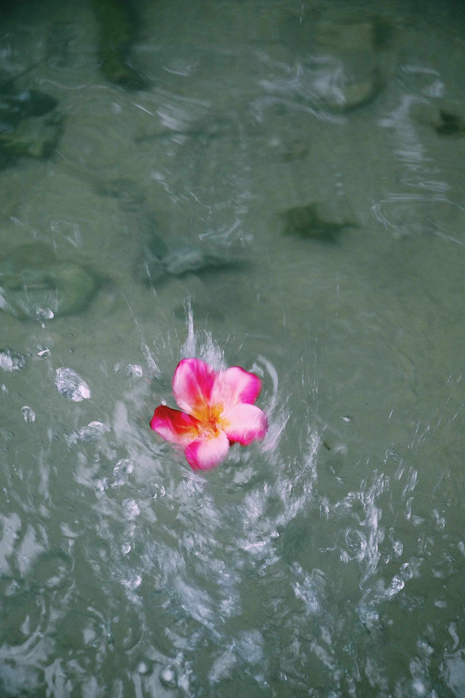 A pink tropical flower floating in the green ocean water