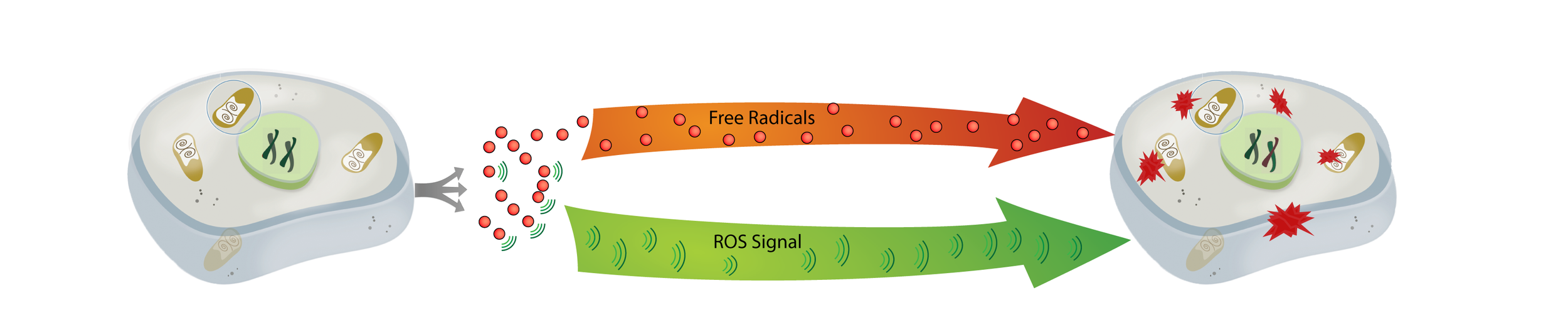 Diagram showing cellular response to oxidative stress, with free radicals causing damage and ROS signals activating protective responses.